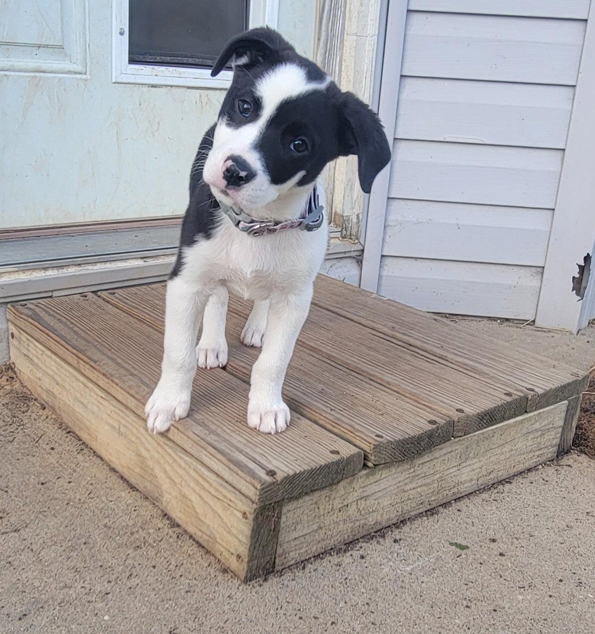 Mae (2021), a Adopted mixed breed in Columbia, MO image 1/3