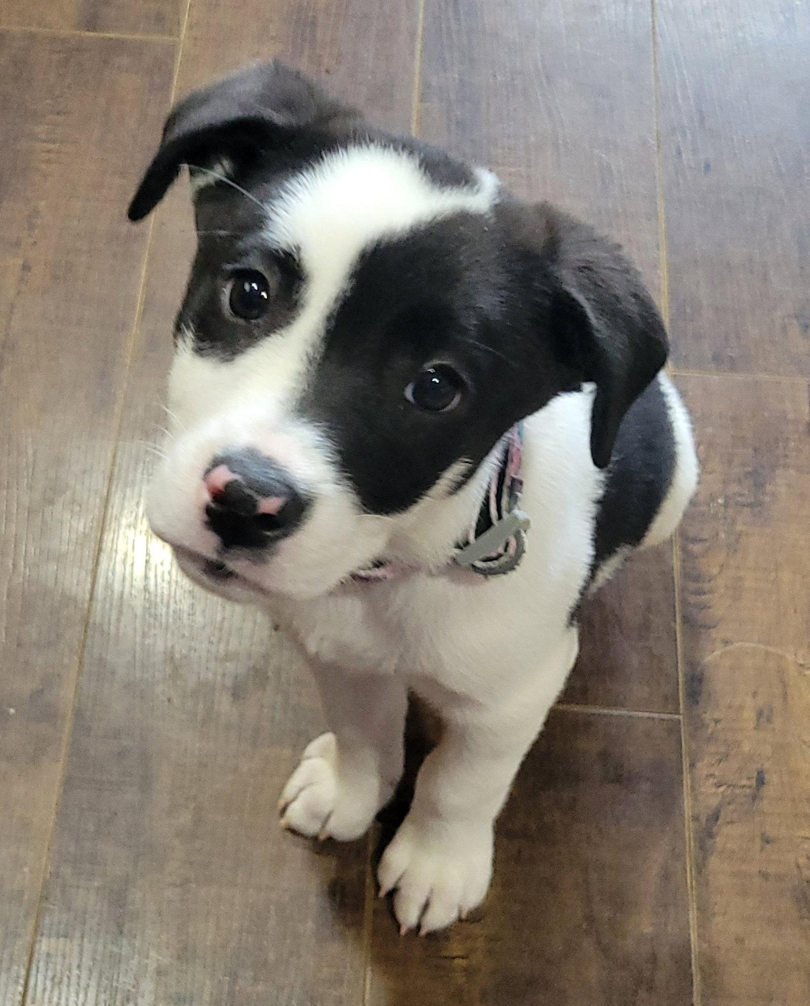 Mae (2021), a Adopted mixed breed in Columbia, MO image 2/3