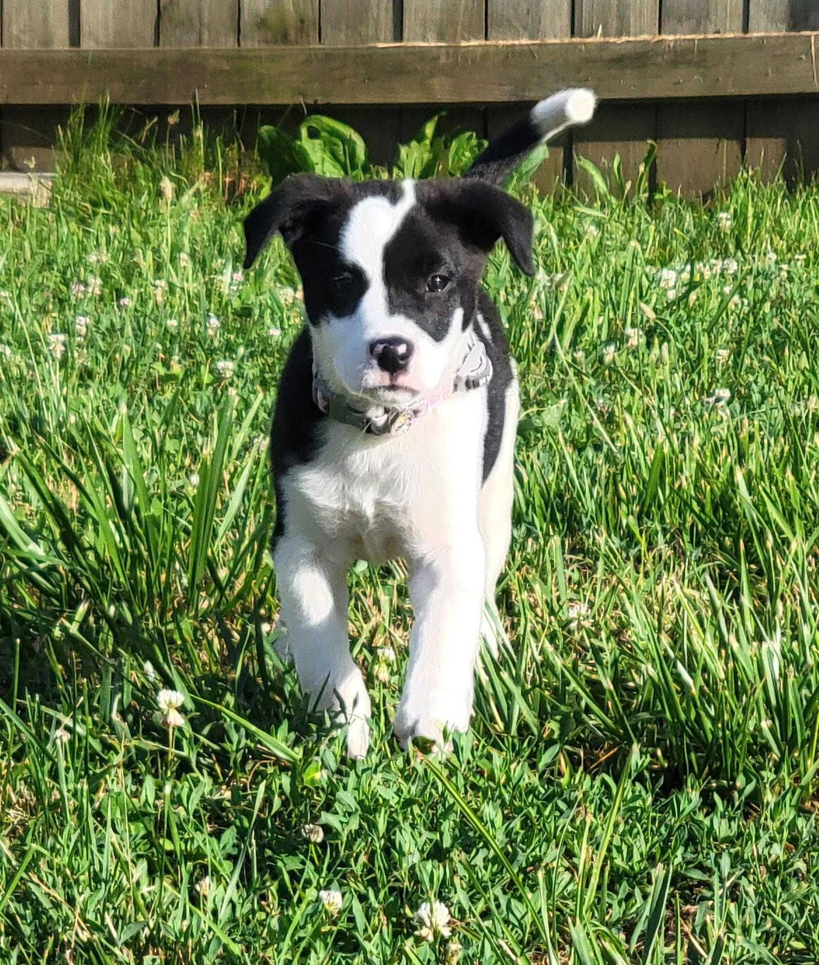 Mae (2021), a Adopted mixed breed in Columbia, MO image 3/3