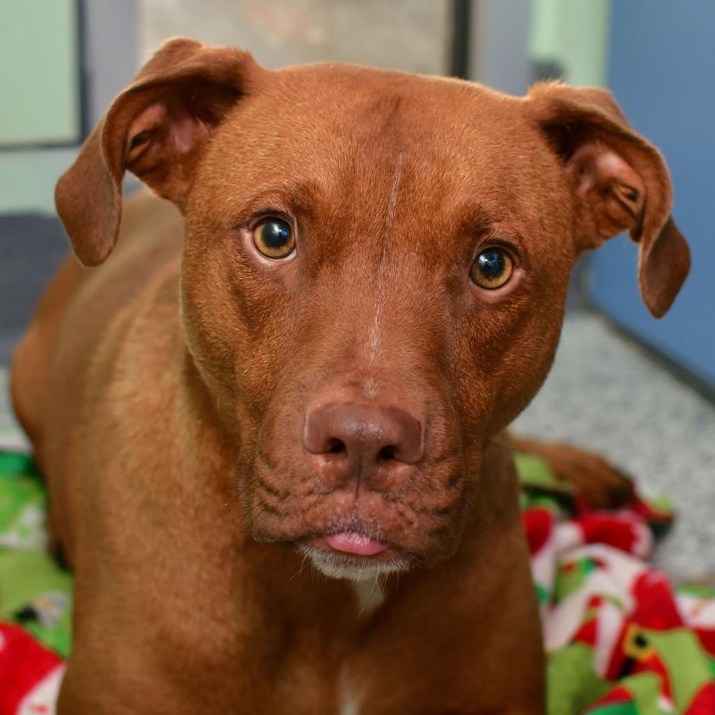 Marcel, a Adoptable mixed breed in Ottawa, KS image 1/3