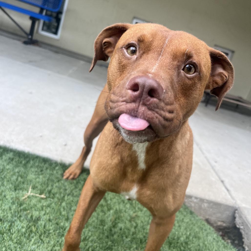 Marcel, a Adoptable mixed breed in Ottawa, KS image 2/3