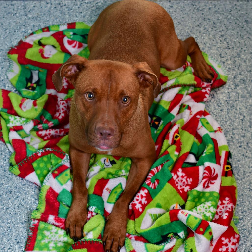 Marcel, a Adoptable mixed breed in Ottawa, KS image 3/3