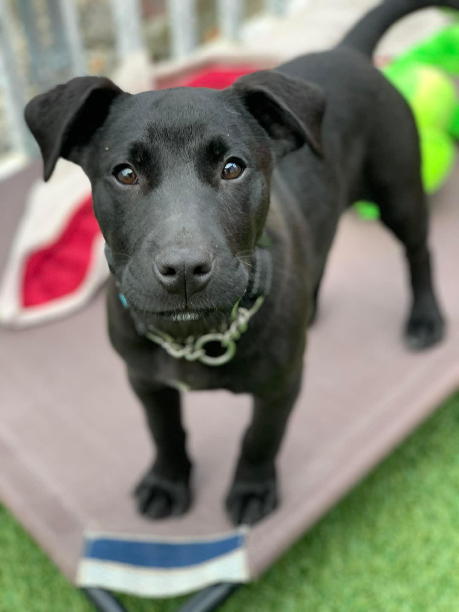 Enlarge Tommy , an adopted mixed breed in Douglas, MA image 4/4
