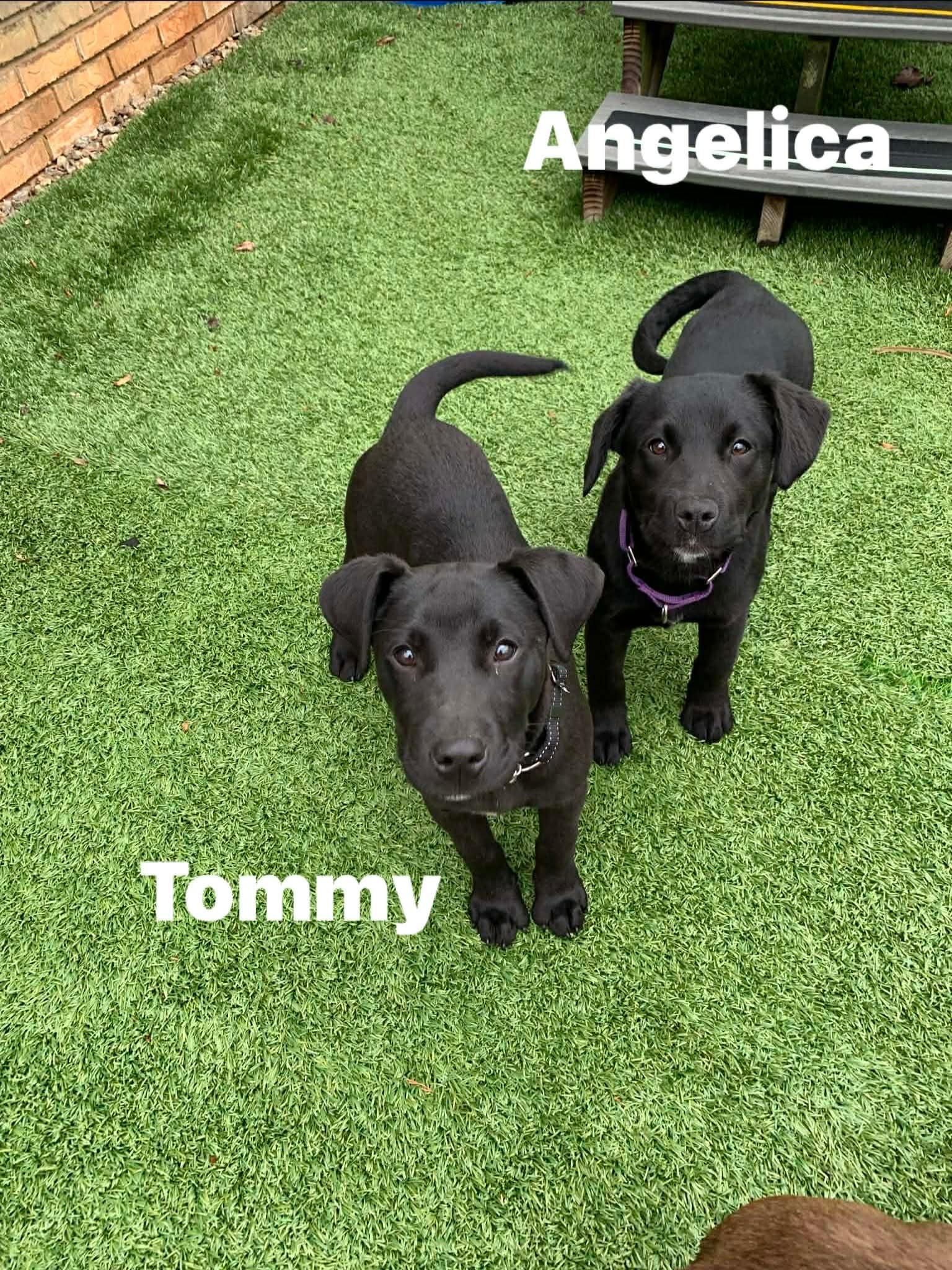 Enlarge Tommy , an adopted mixed breed in Douglas, MA image 2/4