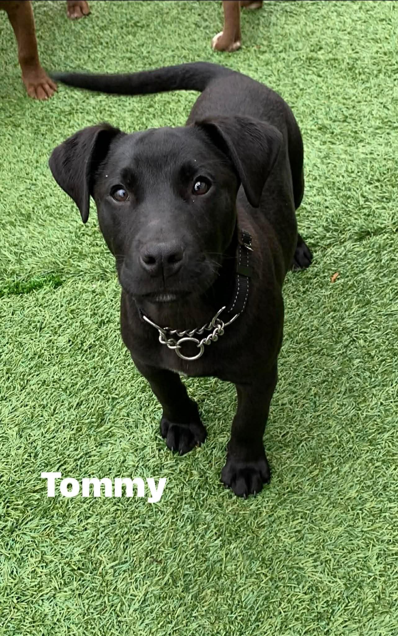 Tommy , adopted, Puppy Male Black Labrador Retriever.