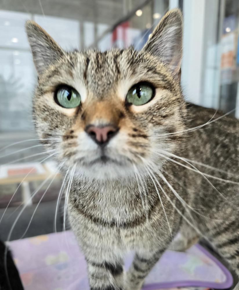 Willow, Adoptable, Adult Female Domestic Short Hair.