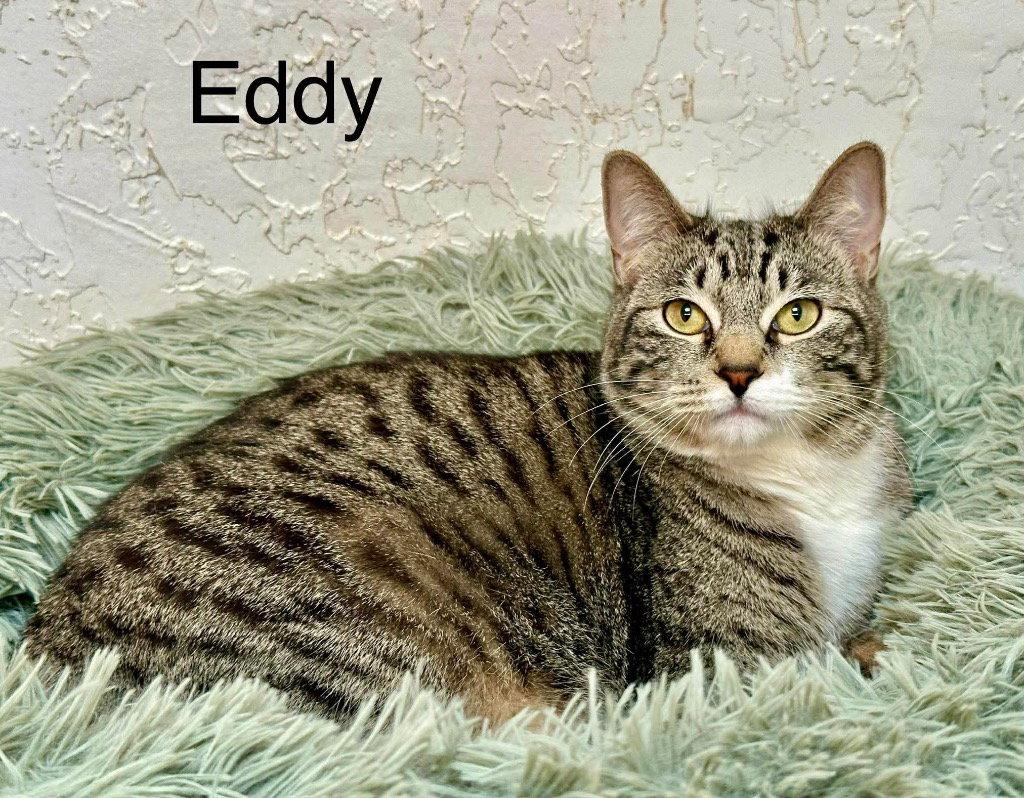 Eddy, Adoptable, Young Male Tabby & Domestic Medium Hair.