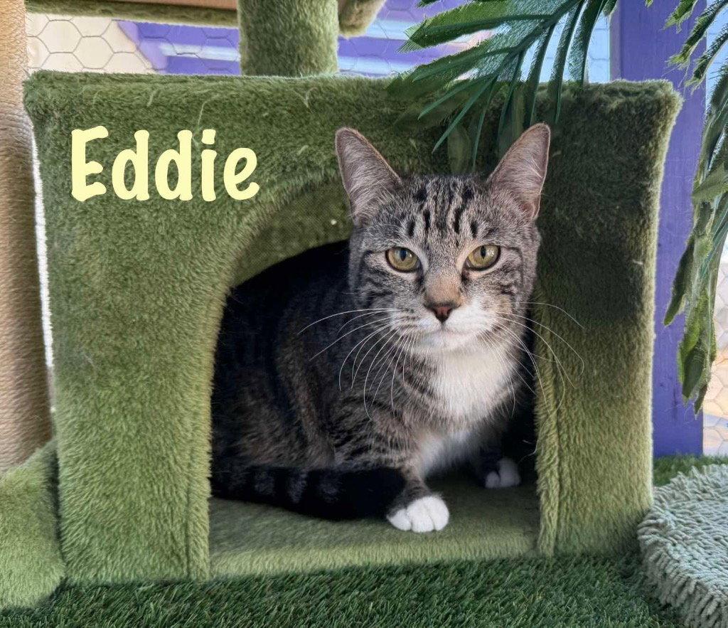 Enlarge Eddy, a Adoptable mixed breed in Saint George, UT image 2/3