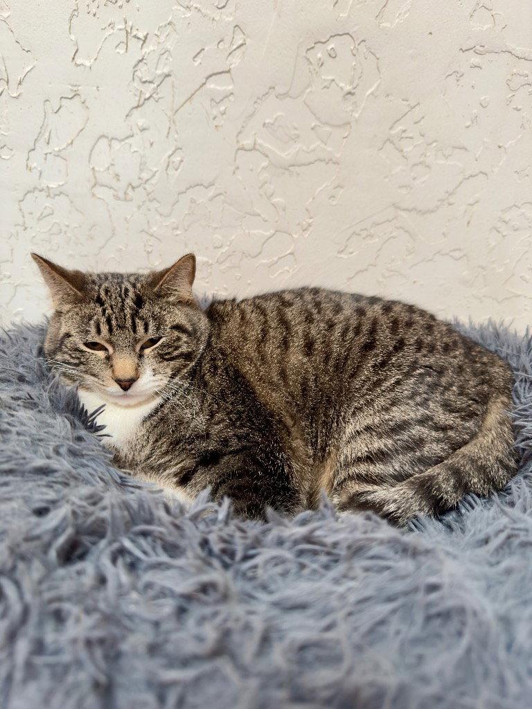 Enlarge Eddy, a Adoptable mixed breed in Saint George, UT image 3/3