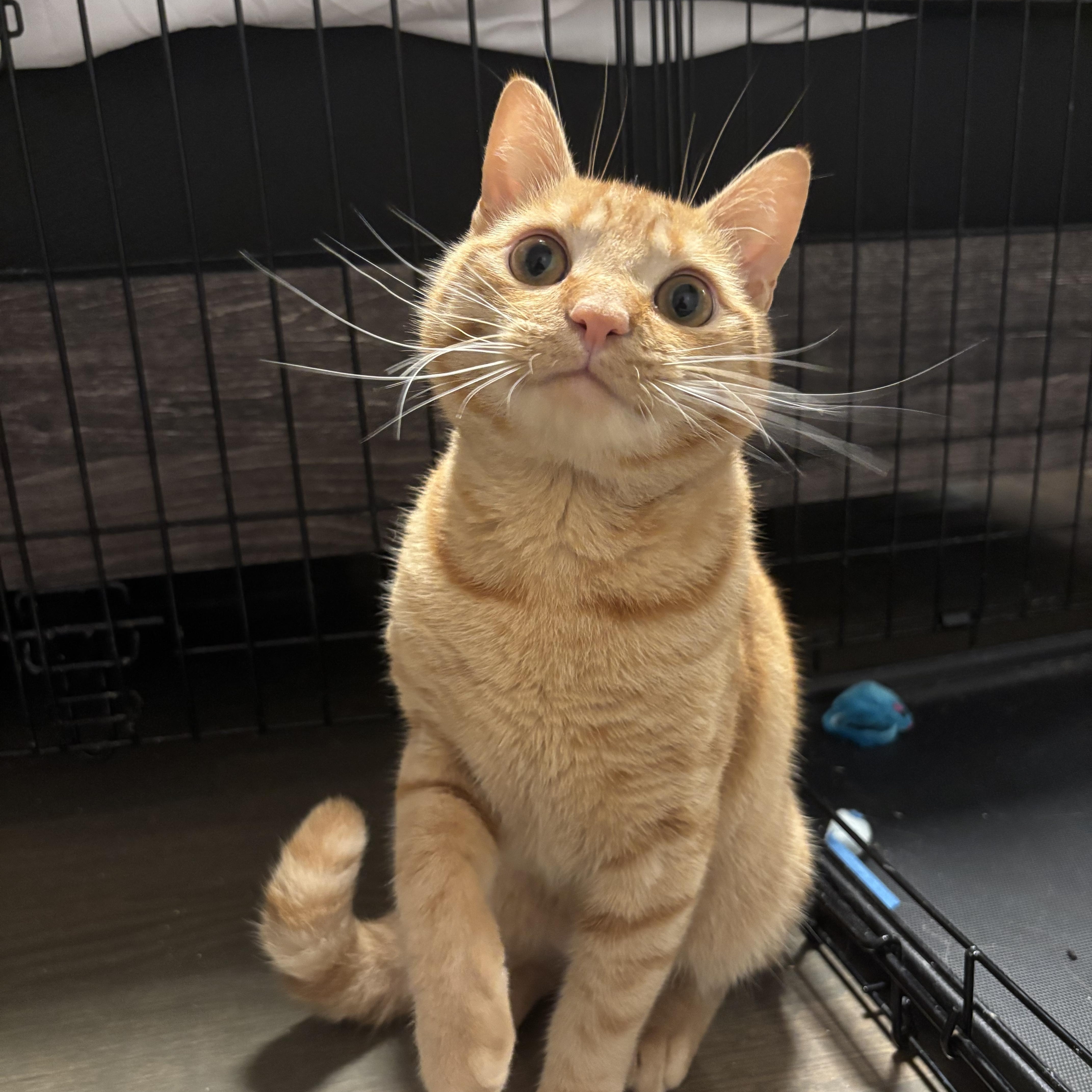 Enlarge Butternut Squash, a Adoptable Domestic Short Hair in Fresh Meadows, NY image 4/6