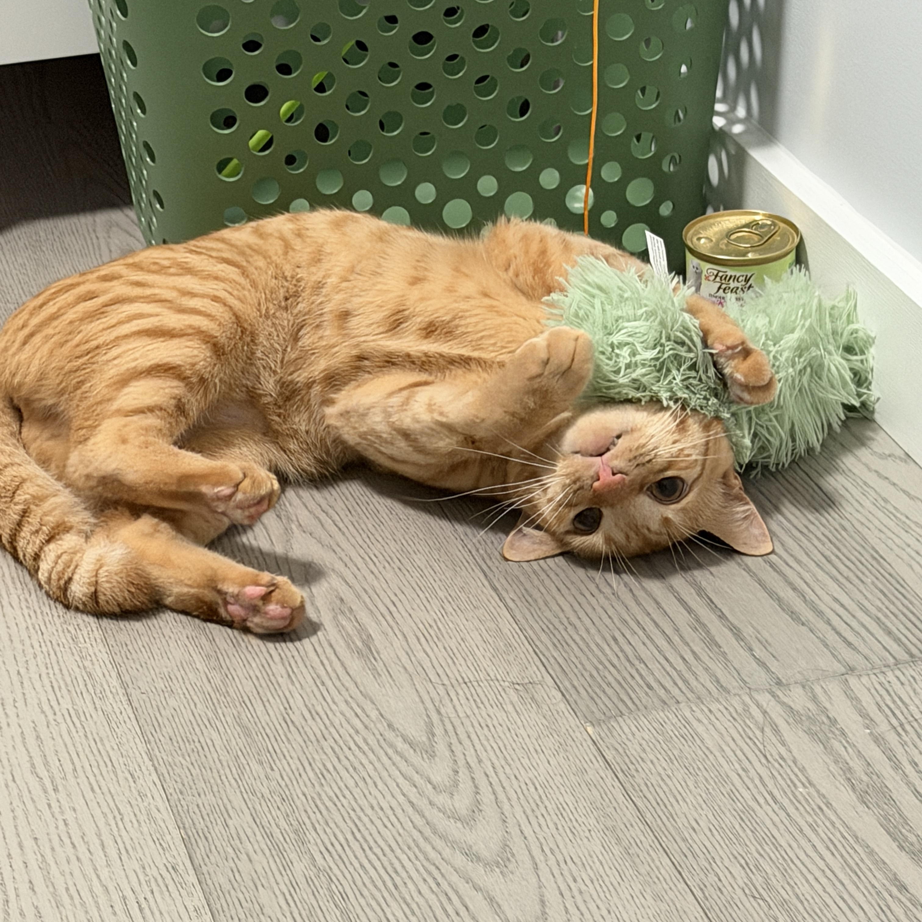 Enlarge Butternut Squash, a Adoptable Domestic Short Hair in Fresh Meadows, NY image 3/6