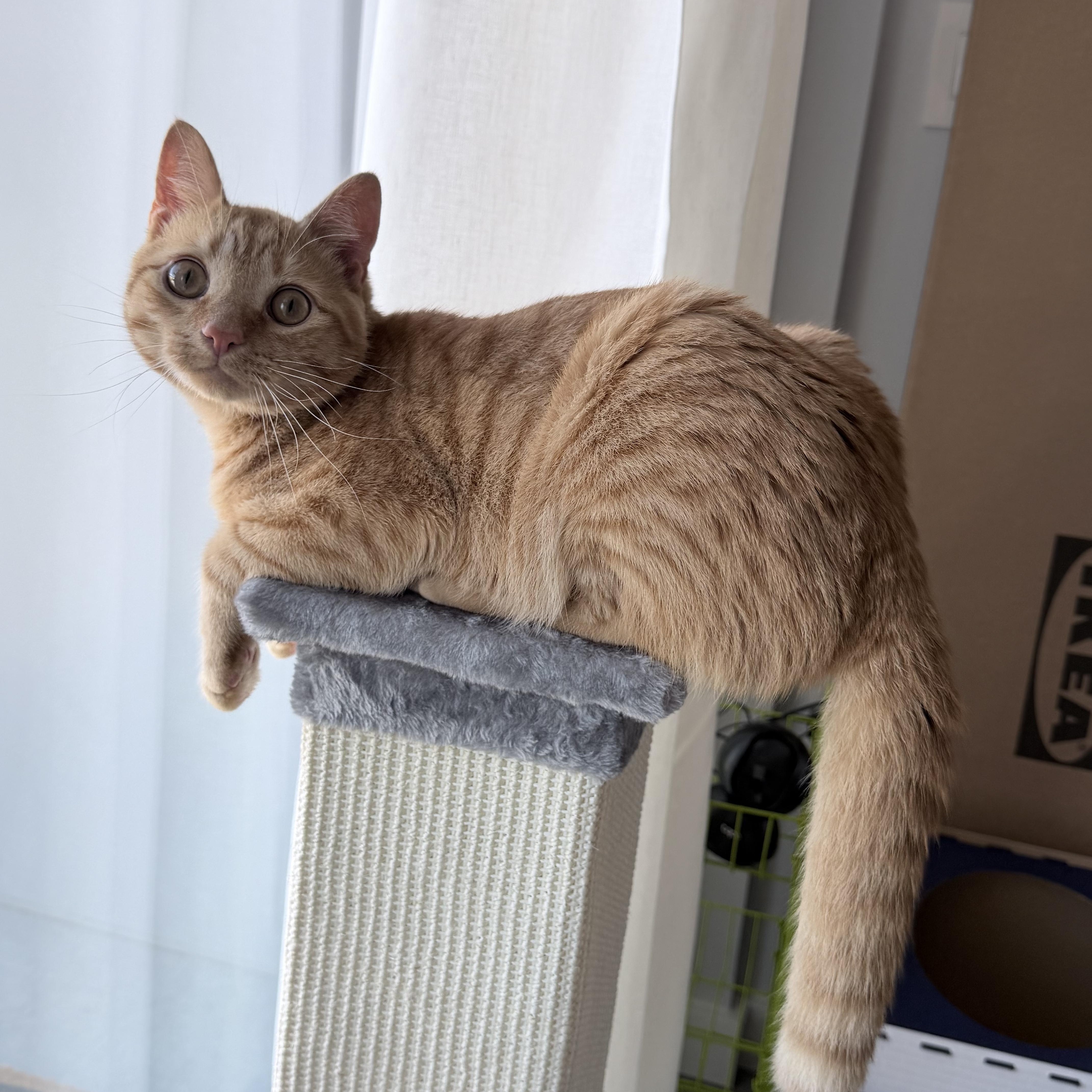 Enlarge Butternut Squash, a Adoptable Domestic Short Hair in Fresh Meadows, NY image 2/6