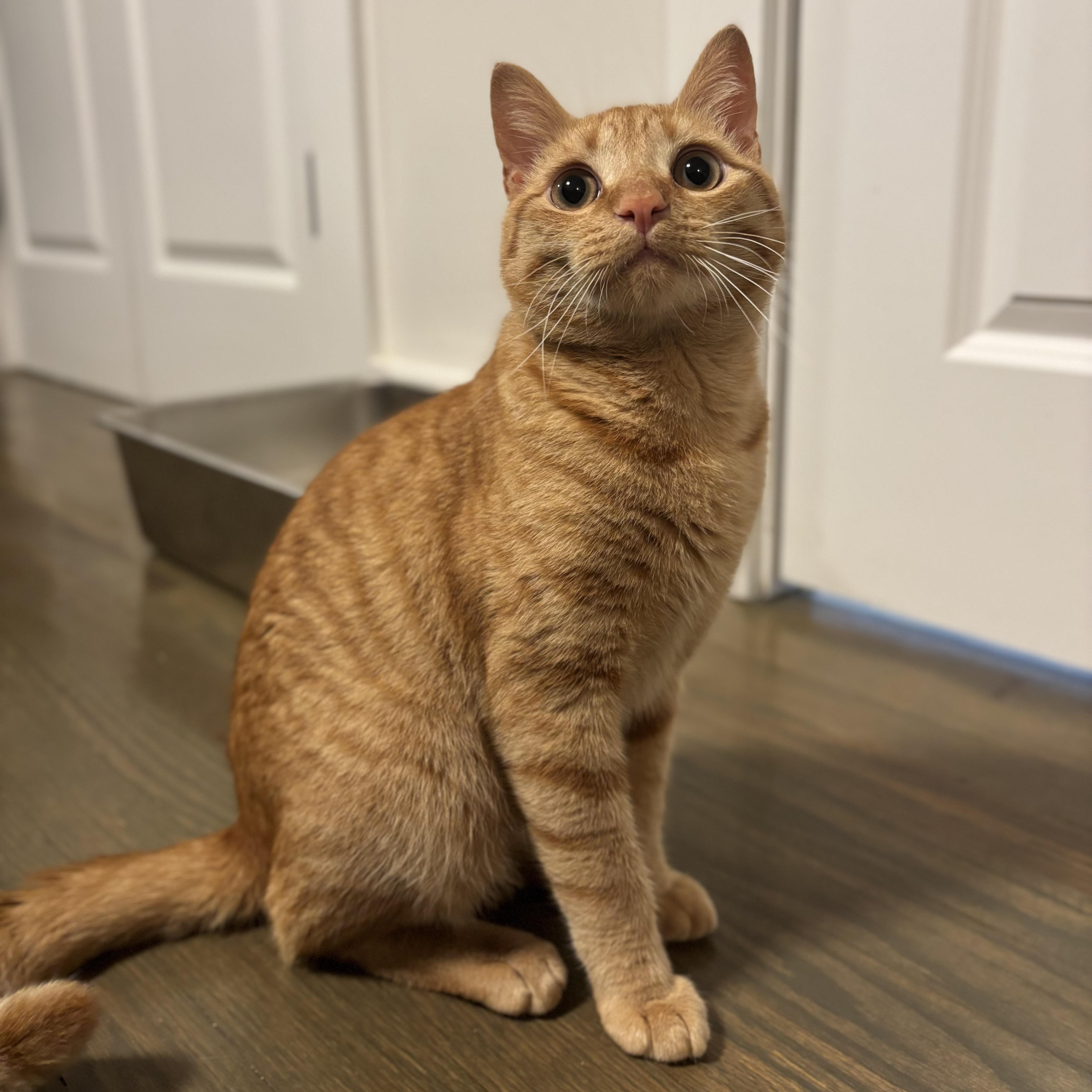Butternut Squash, Adoptable, Kitten Male Domestic Short Hair.