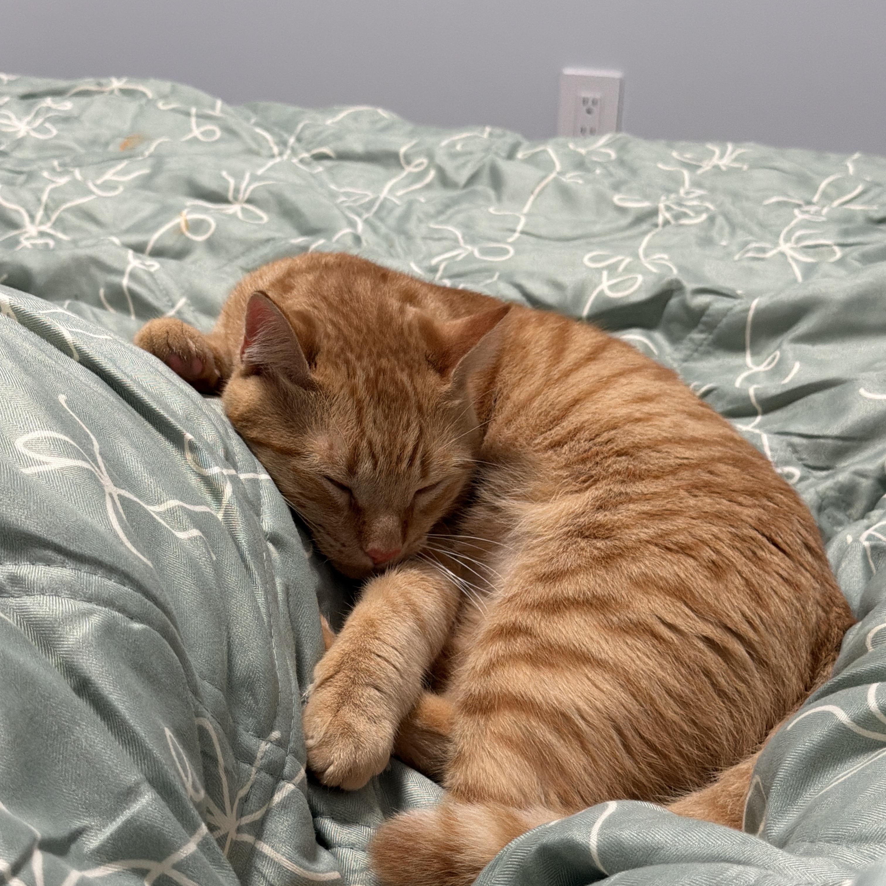 Enlarge Butternut Squash, a Adoptable Domestic Short Hair in Fresh Meadows, NY image 6/6