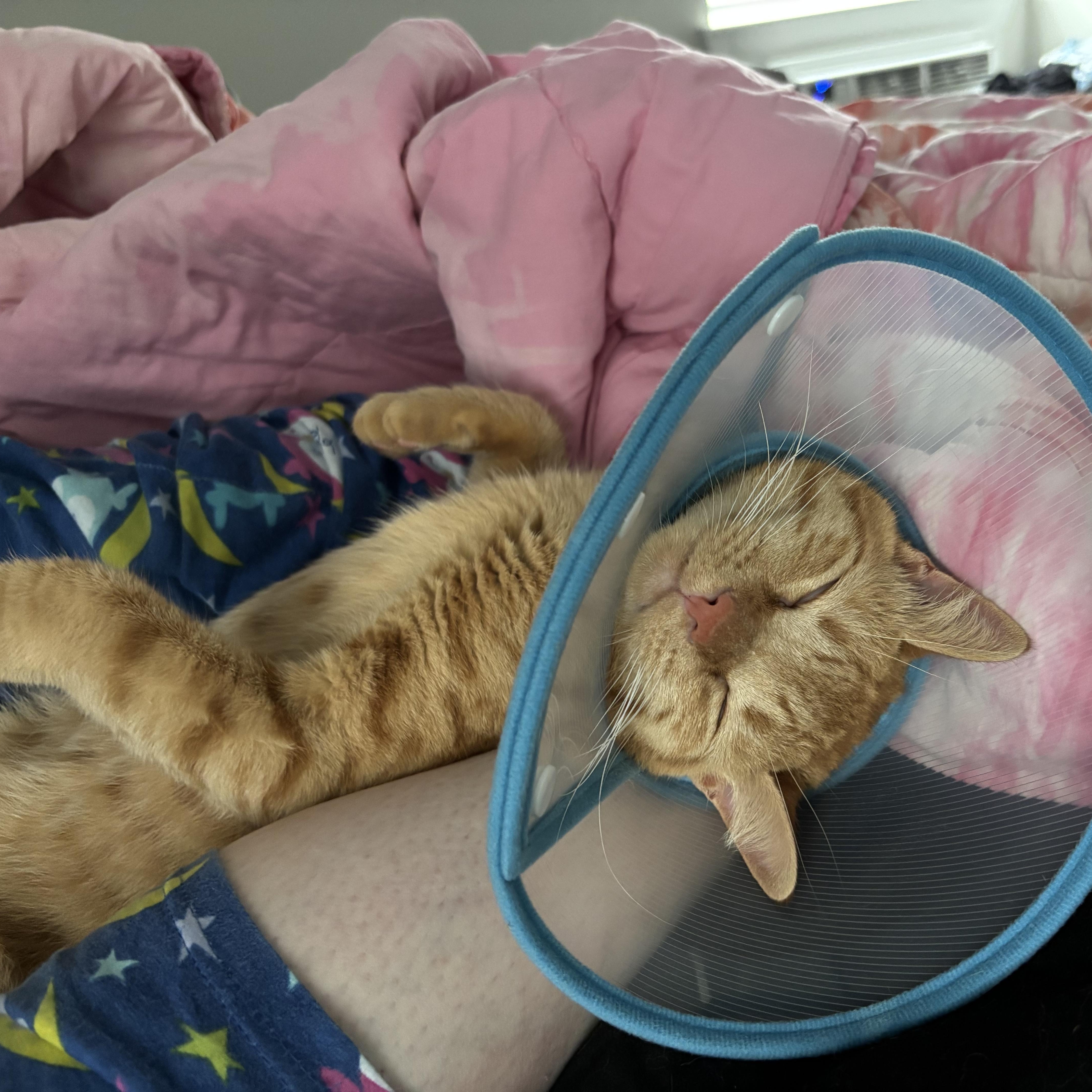 Enlarge Butternut Squash, a Adoptable Domestic Short Hair in Fresh Meadows, NY image 5/6