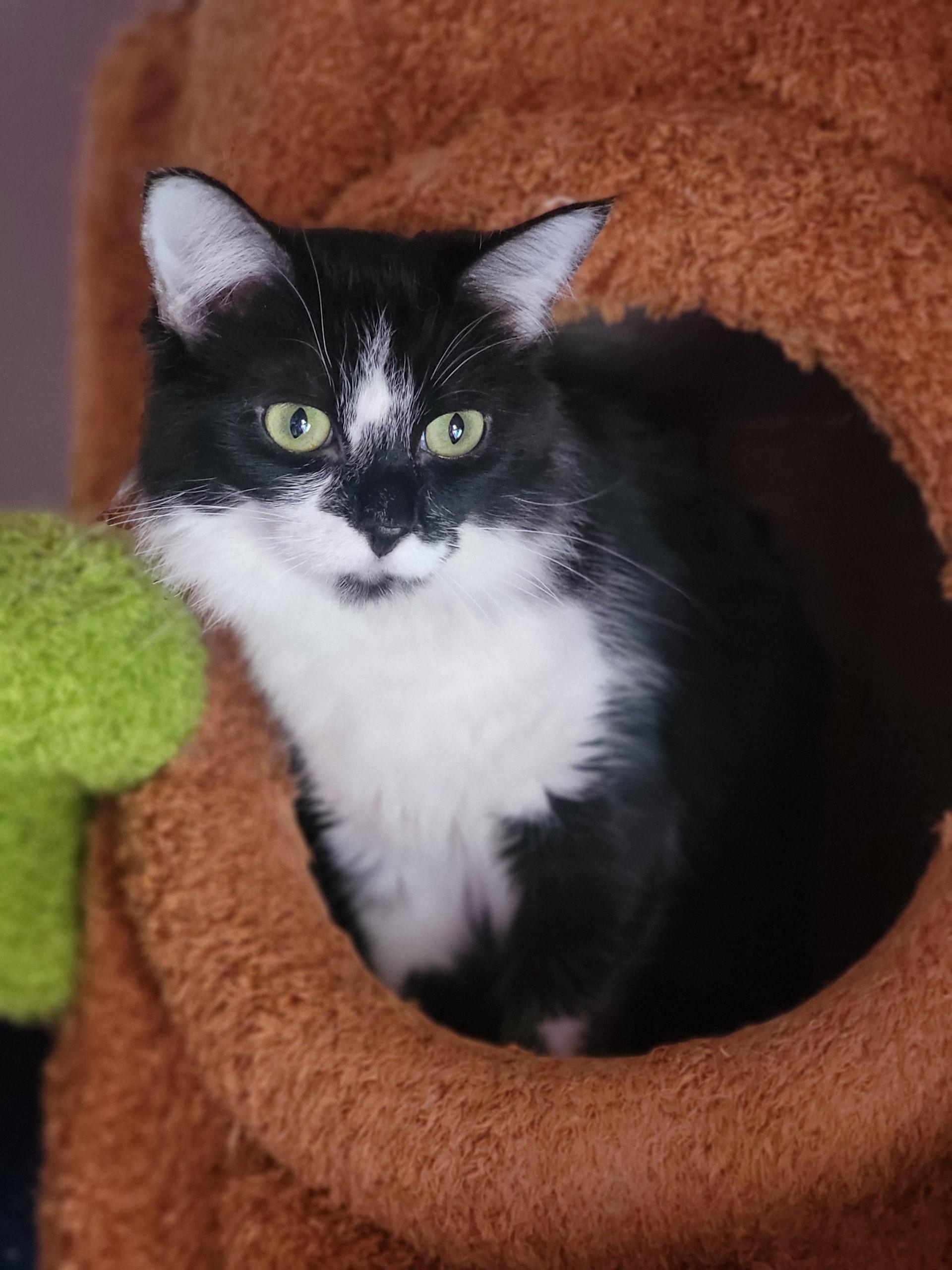 Enlarge Lorelai, a ADOPTABLE Domestic Short Hair in Washoe Valley, NV image 1/1