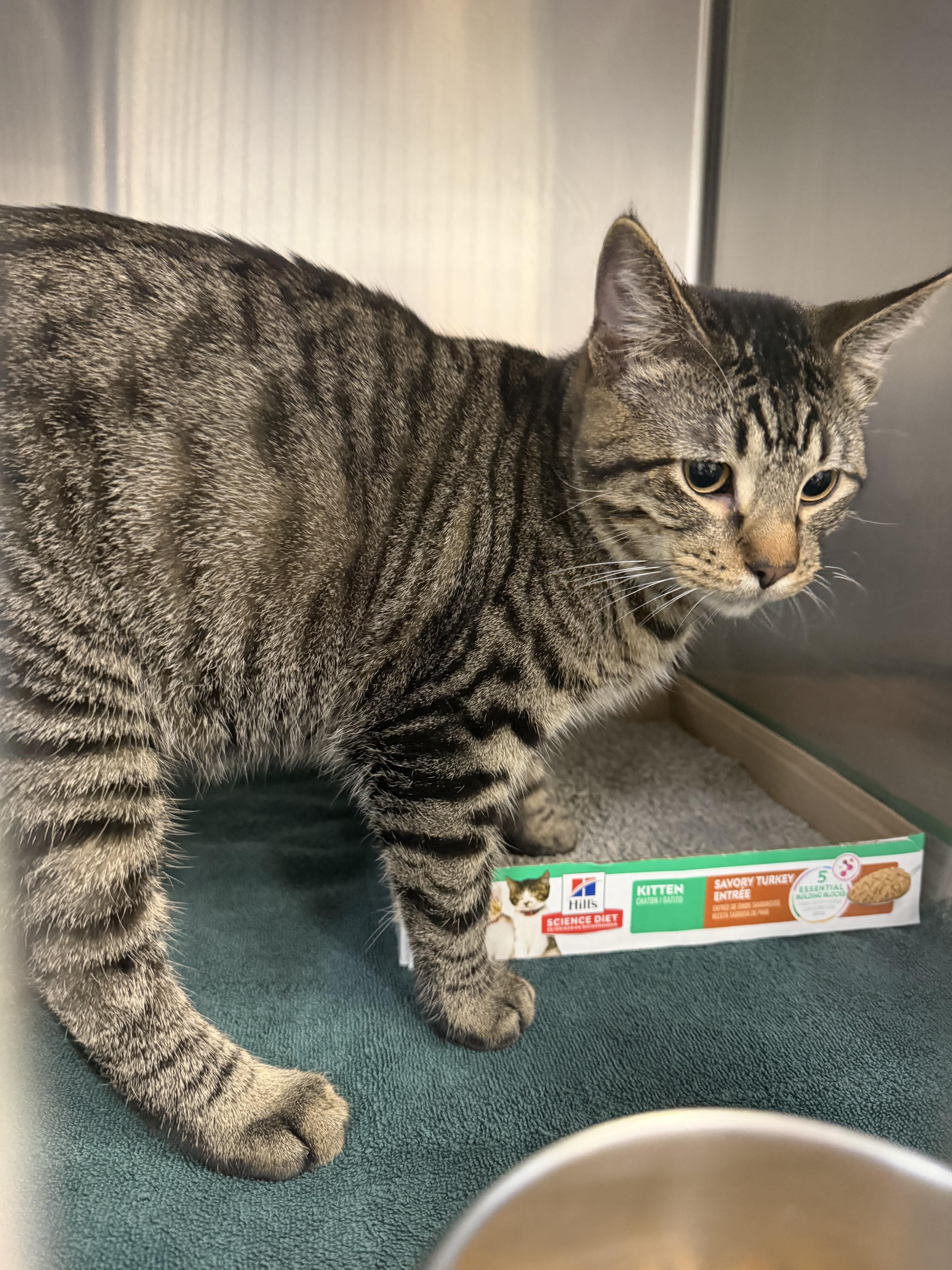 Archie, ADOPTABLE, Adult Male Domestic Short Hair.