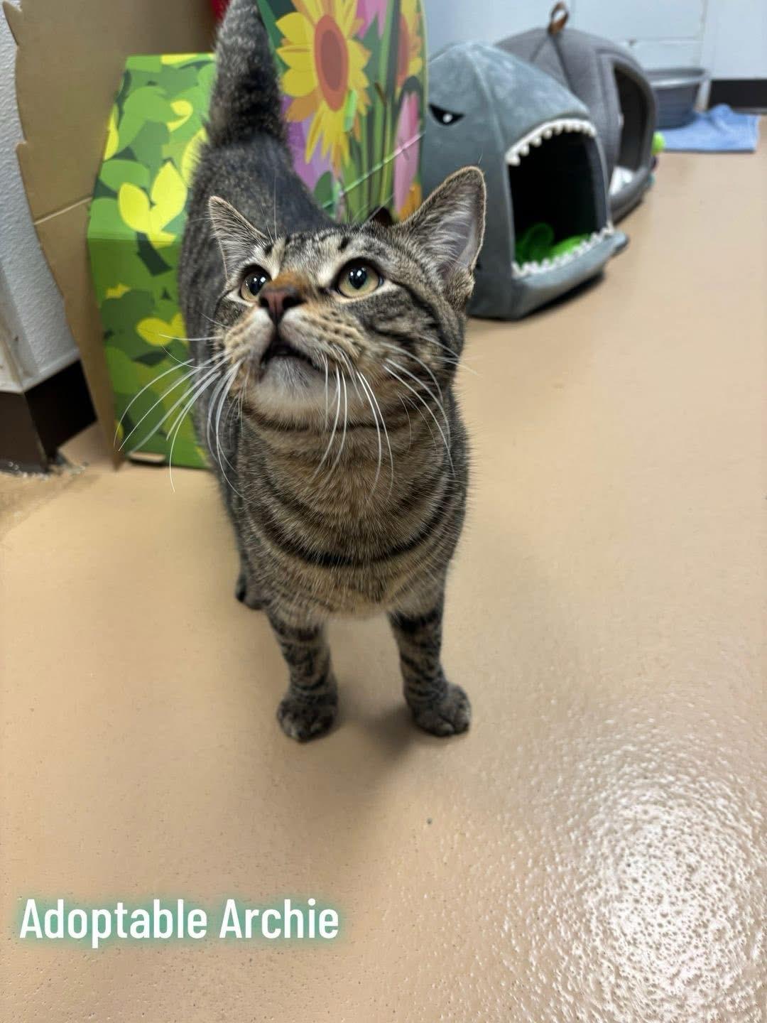 Enlarge Archie, a ADOPTABLE Domestic Short Hair in Saint Charles, MO image 2/3