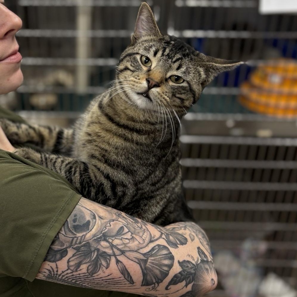 Enlarge Archie, a ADOPTABLE Domestic Short Hair in Saint Charles, MO image 1/3