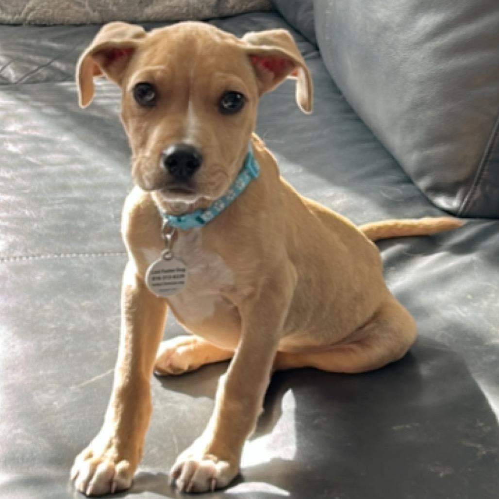 Enlarge Lucky, a Adoptable Mixed Breed in Kansas City, MO image 1/2