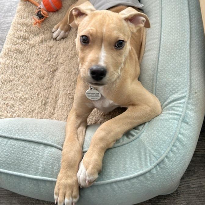 Enlarge Lucky, a Adoptable Mixed Breed in Kansas City, MO image 2/2