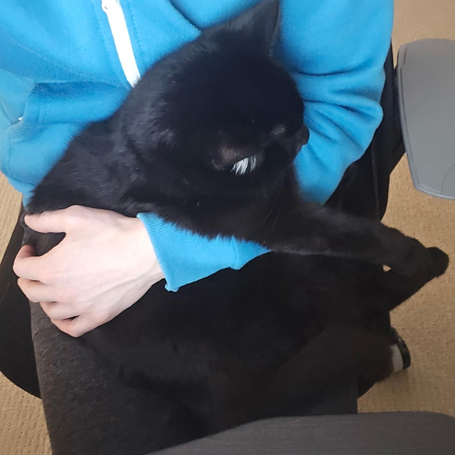 Enlarge MORTY-(ks), a ADOPTABLE mixed breed in Burlington, WA image 4/4