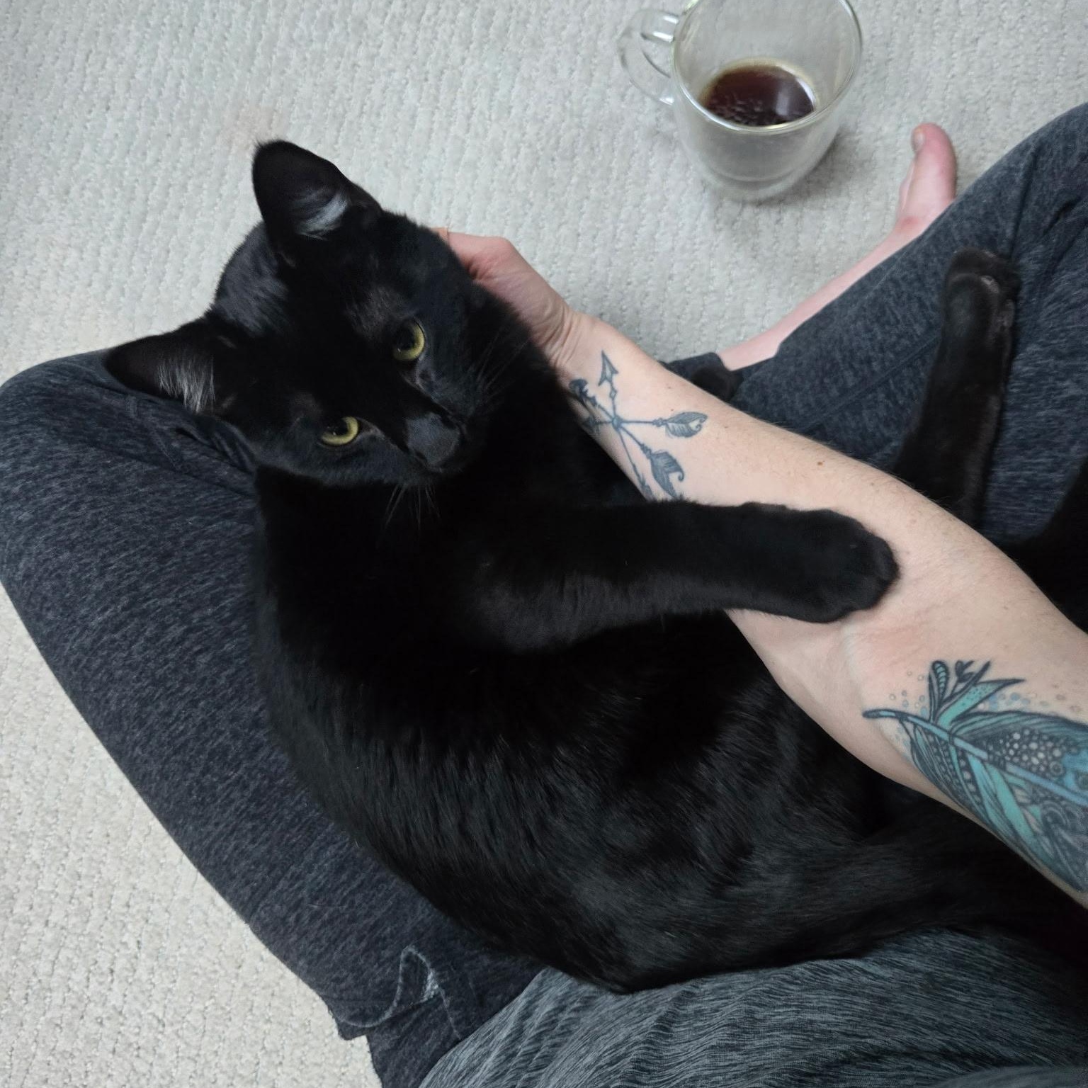 Enlarge MORTY-(ks), a ADOPTABLE mixed breed in Burlington, WA image 3/4