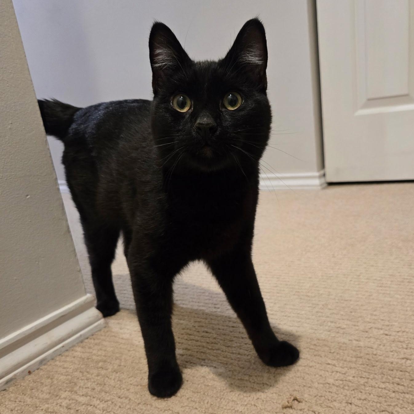 MORTY-(ks), ADOPTABLE, Young Male Domestic Short Hair.