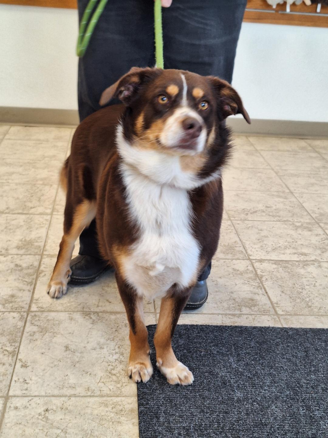 Enlarge Beamer, a ADOPTABLE mixed breed in Salem, OR image 3/3