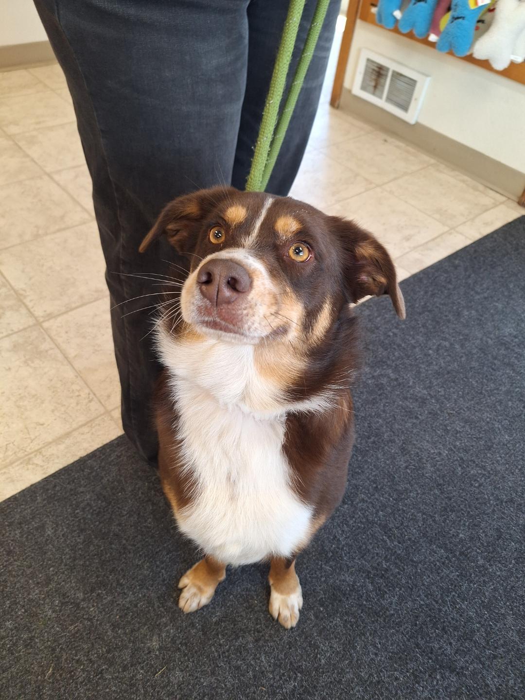 Enlarge Beamer, a ADOPTABLE mixed breed in Salem, OR image 2/3