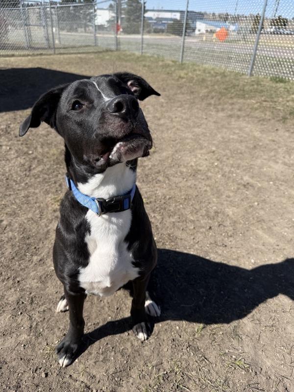 Enlarge Sunset, a Adoptable mixed breed in Great Falls, MT image 1/2