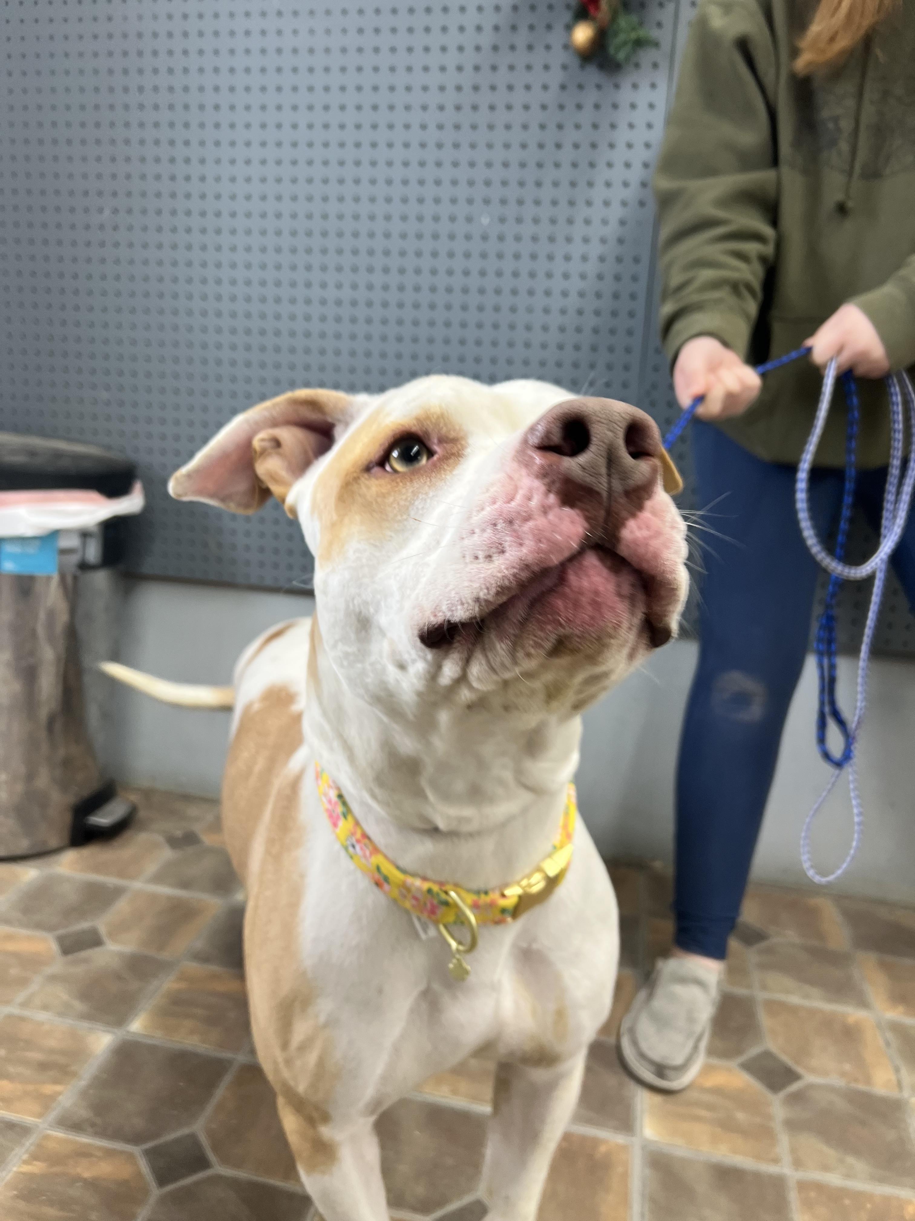 Pit-unia, Adopted, Adult Female American Staffordshire Terrier.