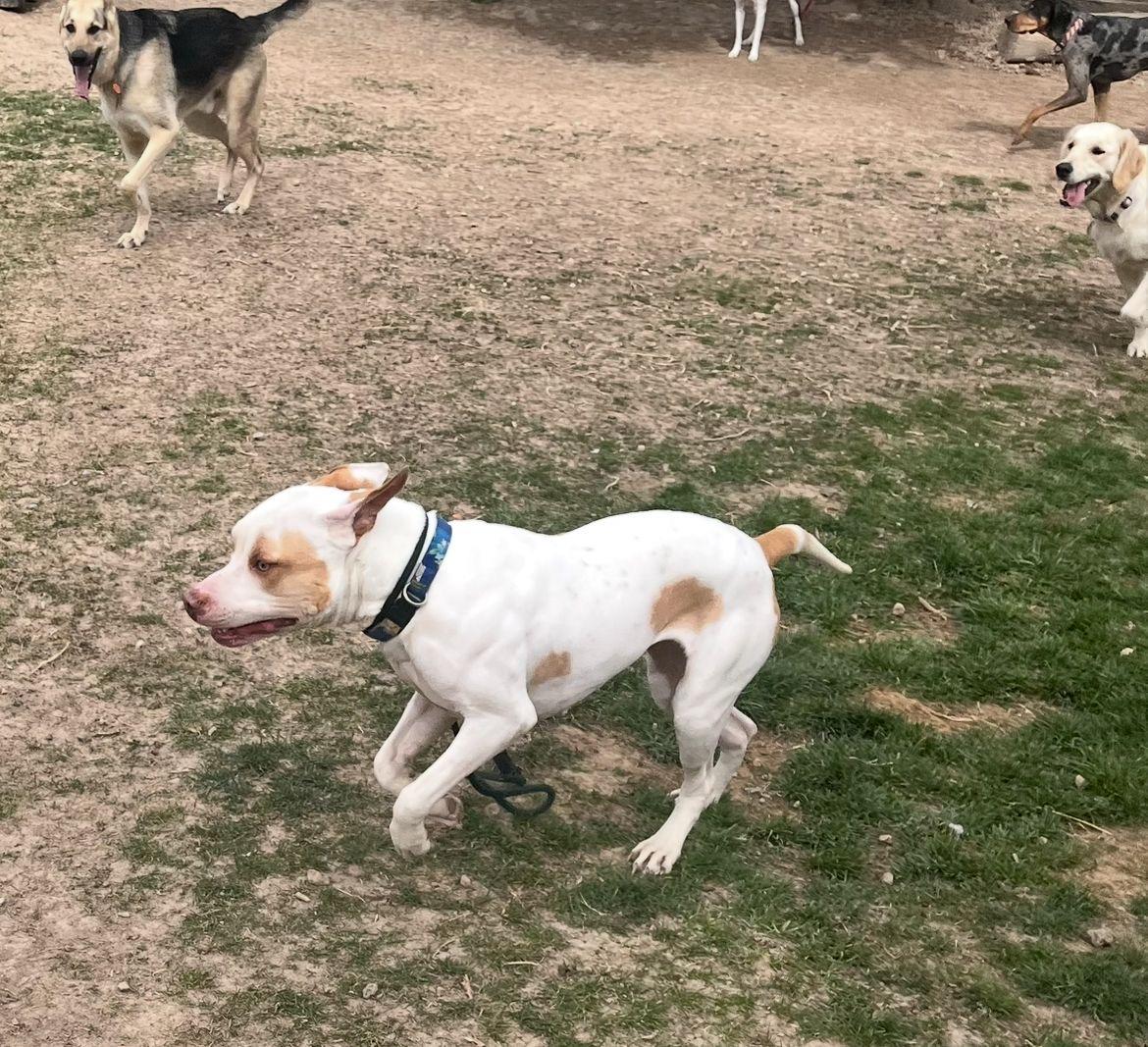 Enlarge Pit-unia, a Adopted mixed breed in Jerome, ID image 3/6