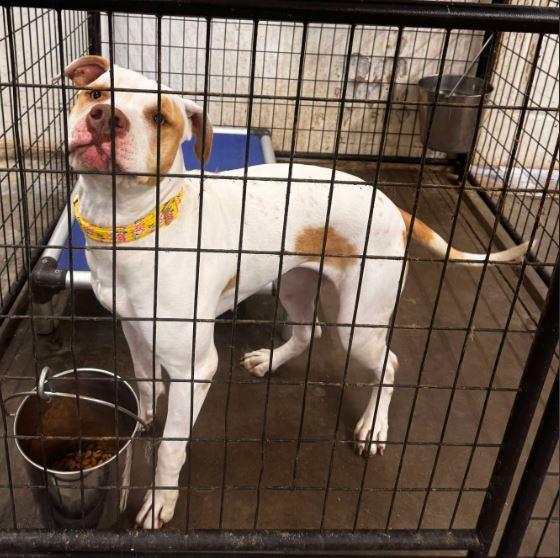 Enlarge Pit-unia, a Adopted mixed breed in Jerome, ID image 4/6