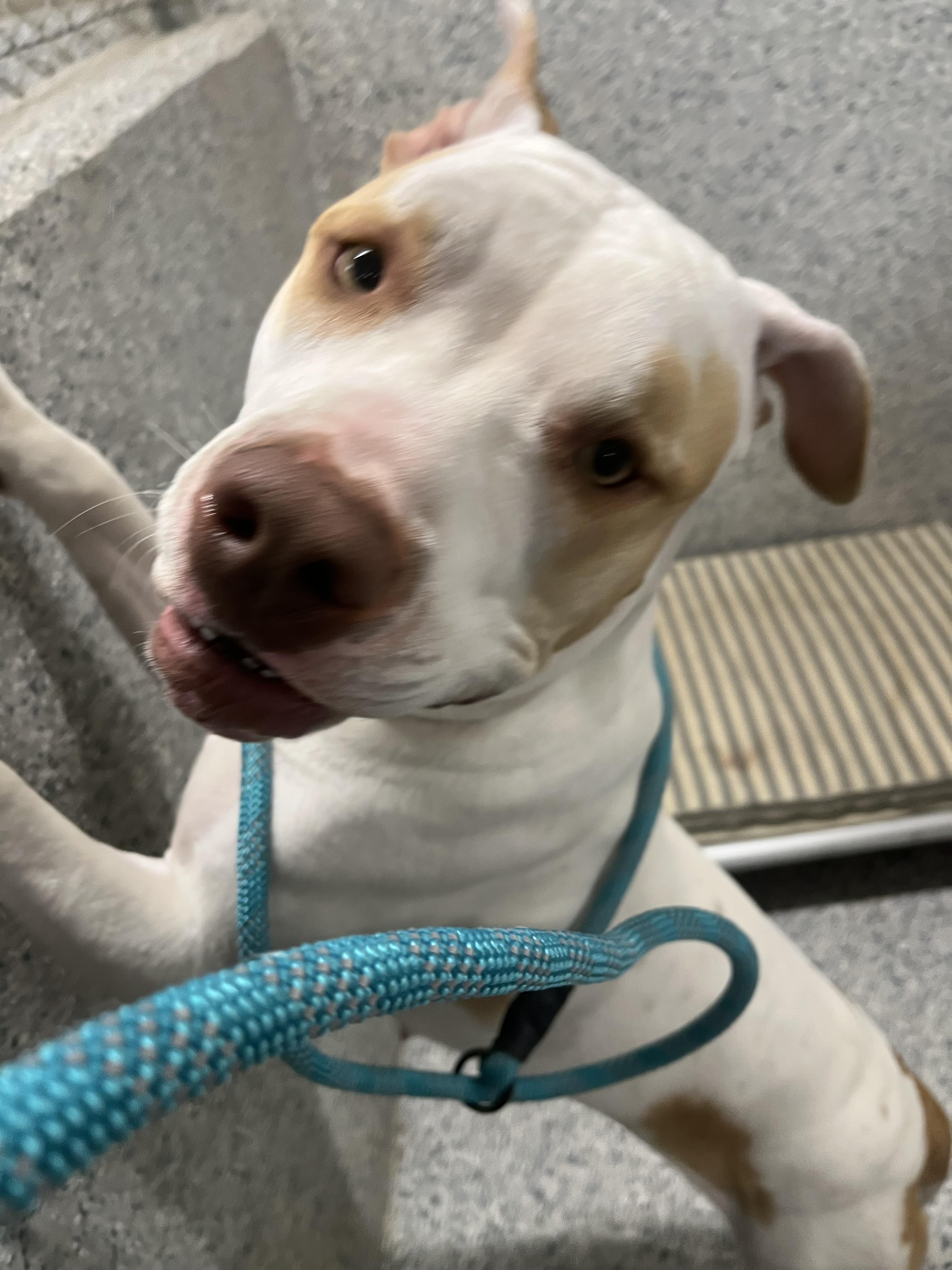 Enlarge Pit-unia, a Adopted mixed breed in Jerome, ID image 6/6