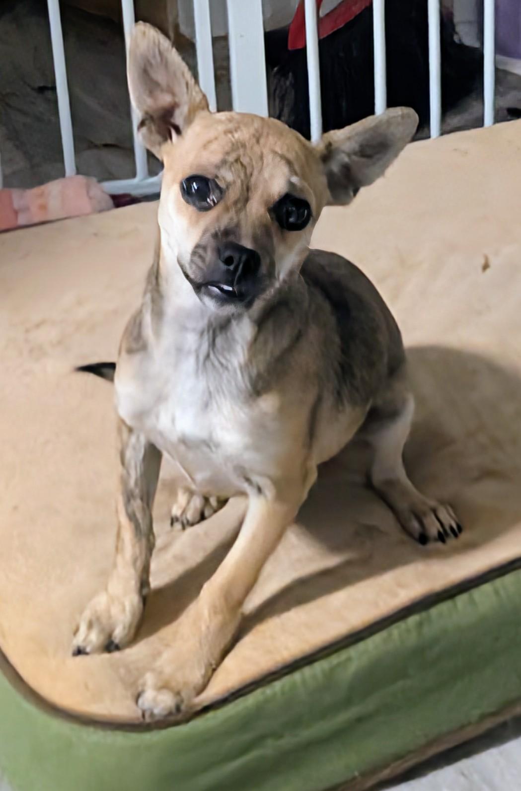 Enlarge Happy , a ADOPTABLE mixed breed in Saint David, AZ image 2/5