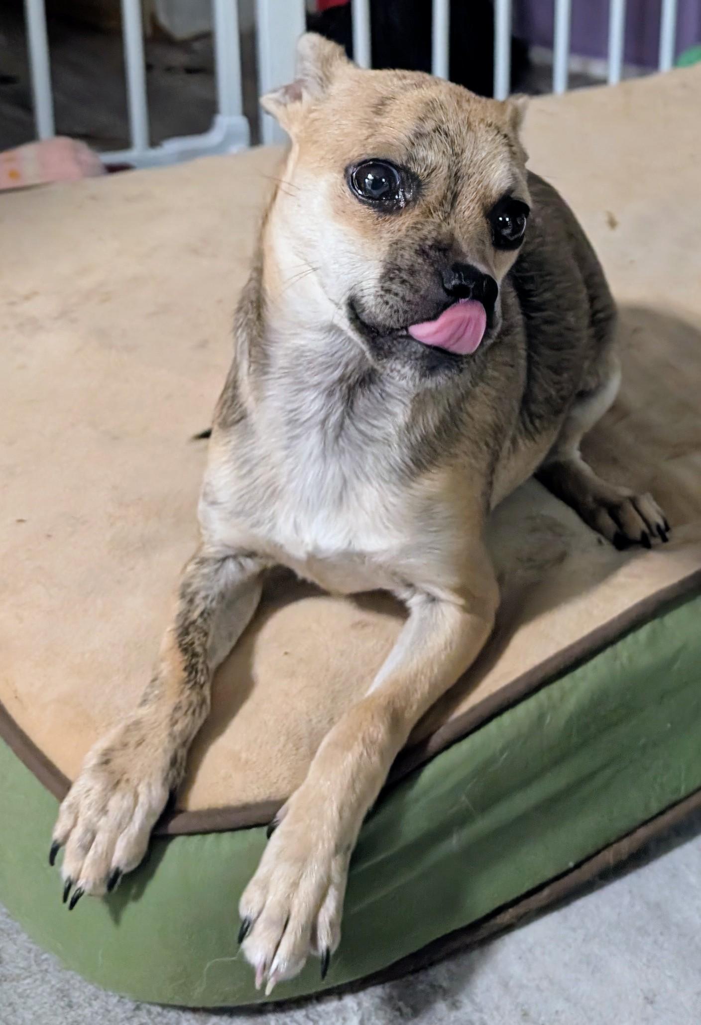 Enlarge Happy , a ADOPTABLE mixed breed in Saint David, AZ image 4/5