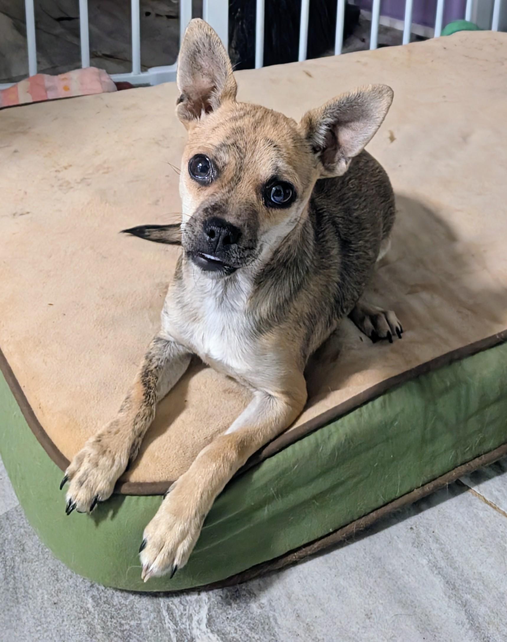 Happy , ADOPTABLE, Puppy Female Chihuahua & Pug.