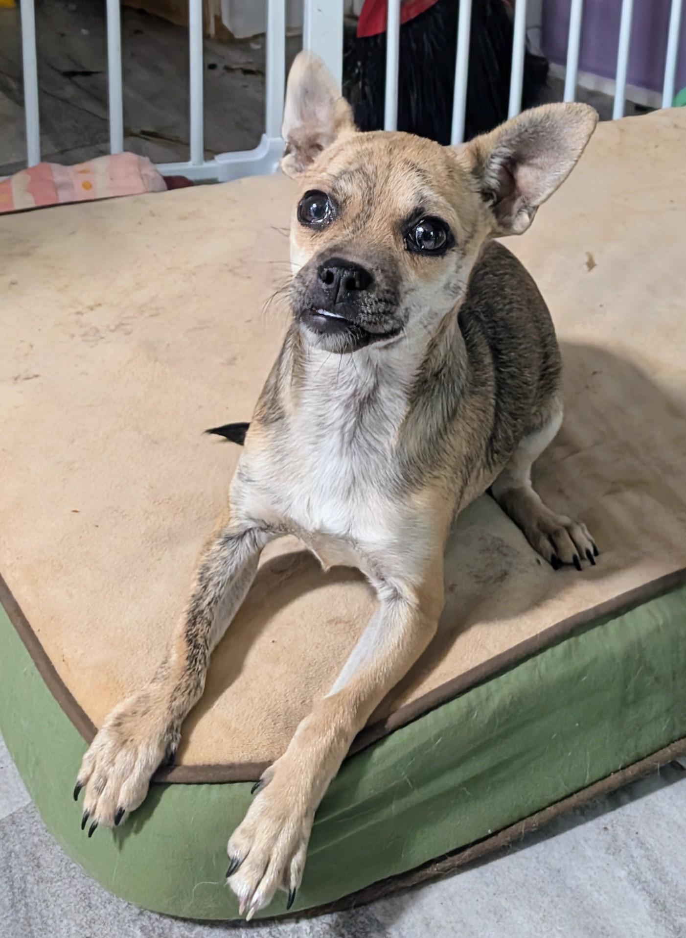 Enlarge Happy , a ADOPTABLE mixed breed in Saint David, AZ image 3/5