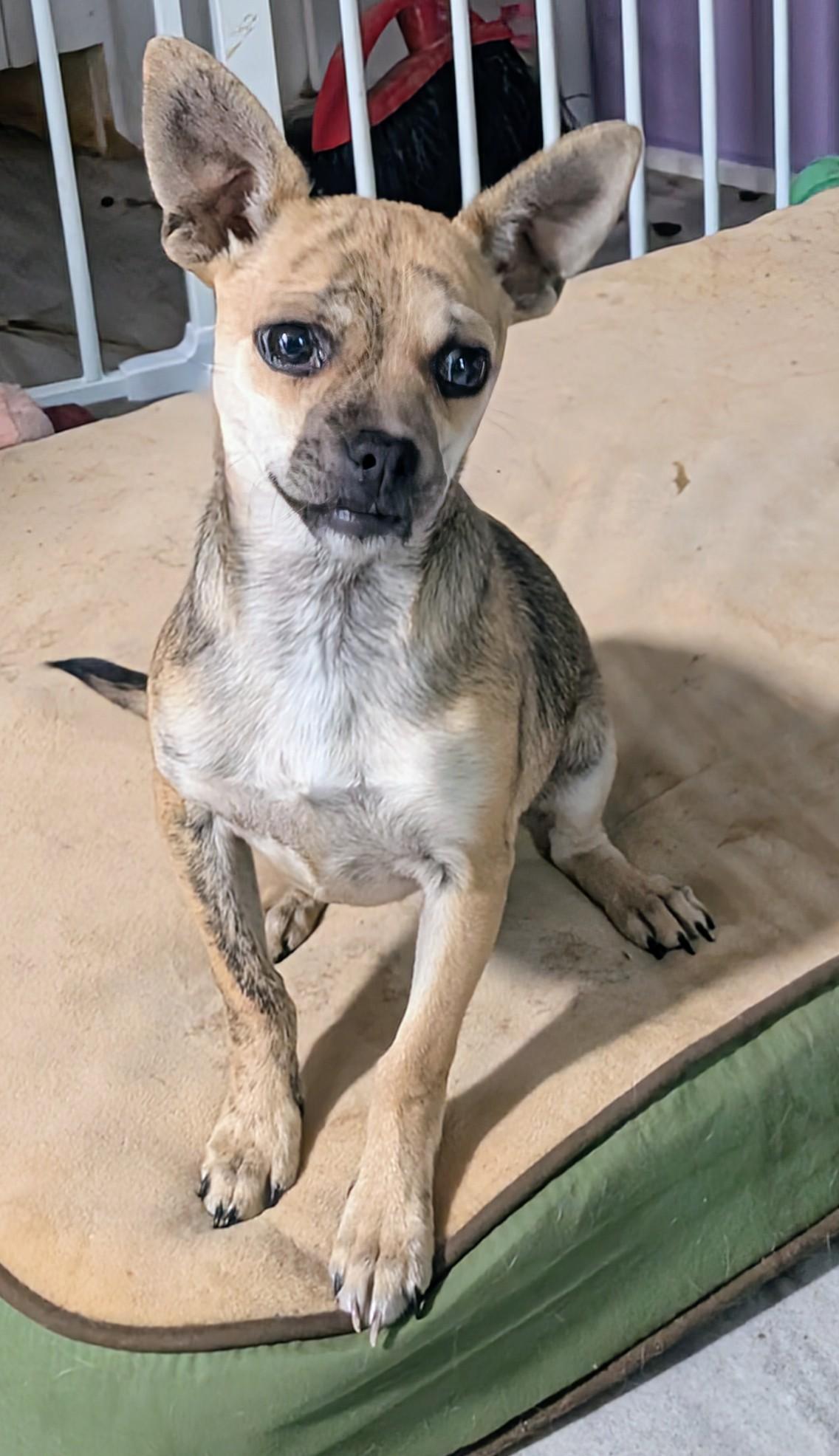 Enlarge Happy , a ADOPTABLE mixed breed in Saint David, AZ image 5/5