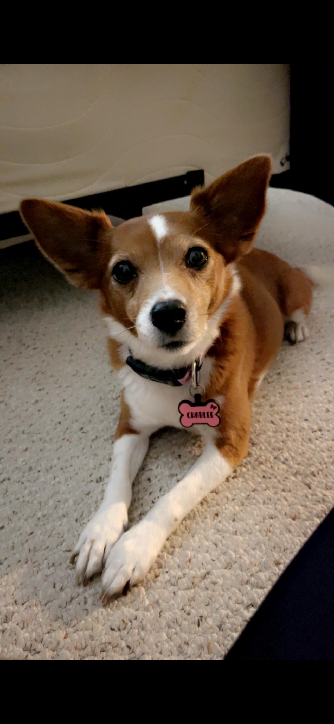 Charlee (161180) (In a Foster Home), an adopted mixed breed in Baton Rouge, LA image 1/6