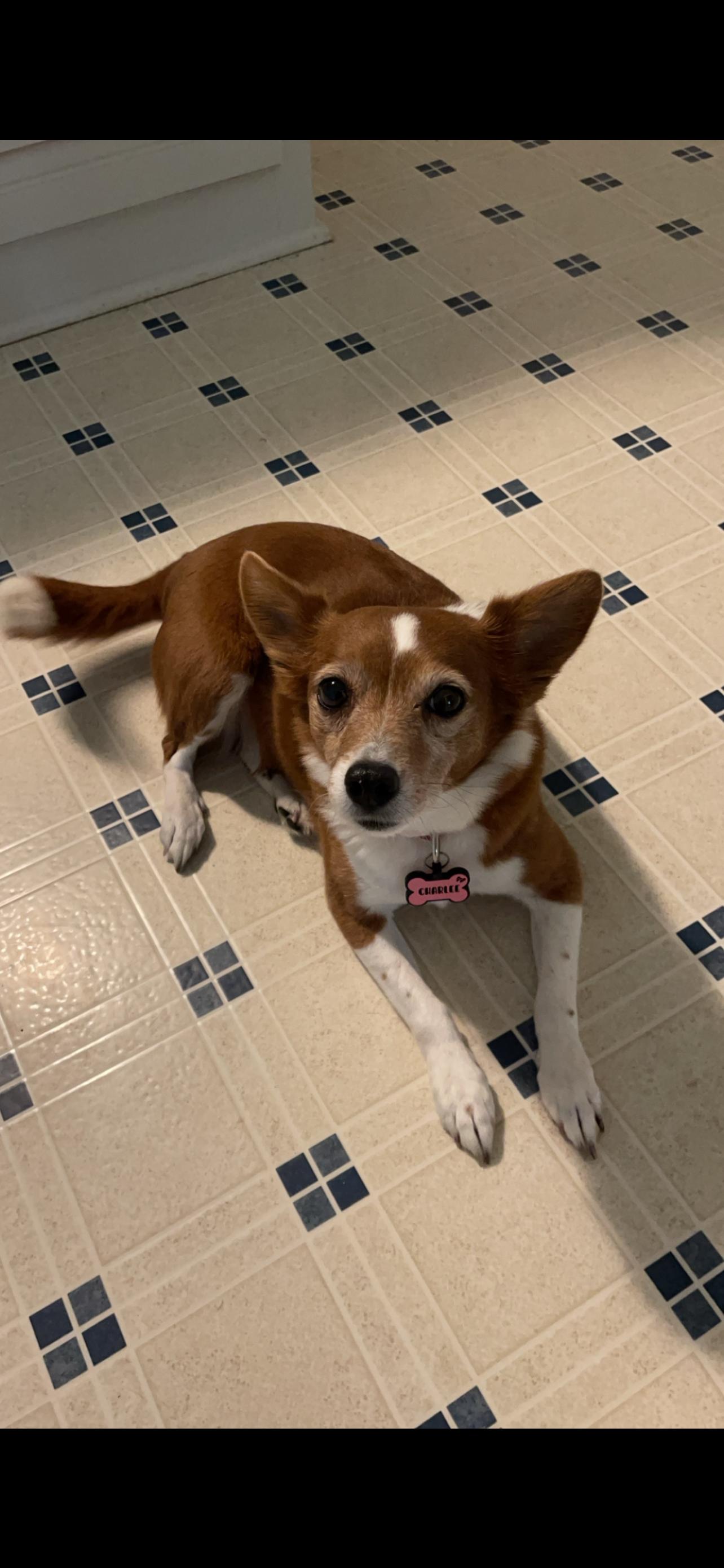 Charlee (161180) (In a Foster Home), an adopted mixed breed in Baton Rouge, LA image 3/6