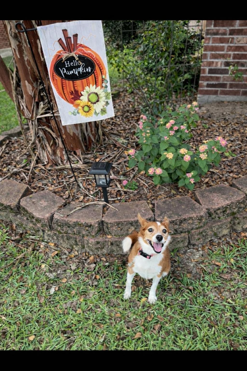 Charlee (161180) (In a Foster Home), an adopted mixed breed in Baton Rouge, LA image 4/6