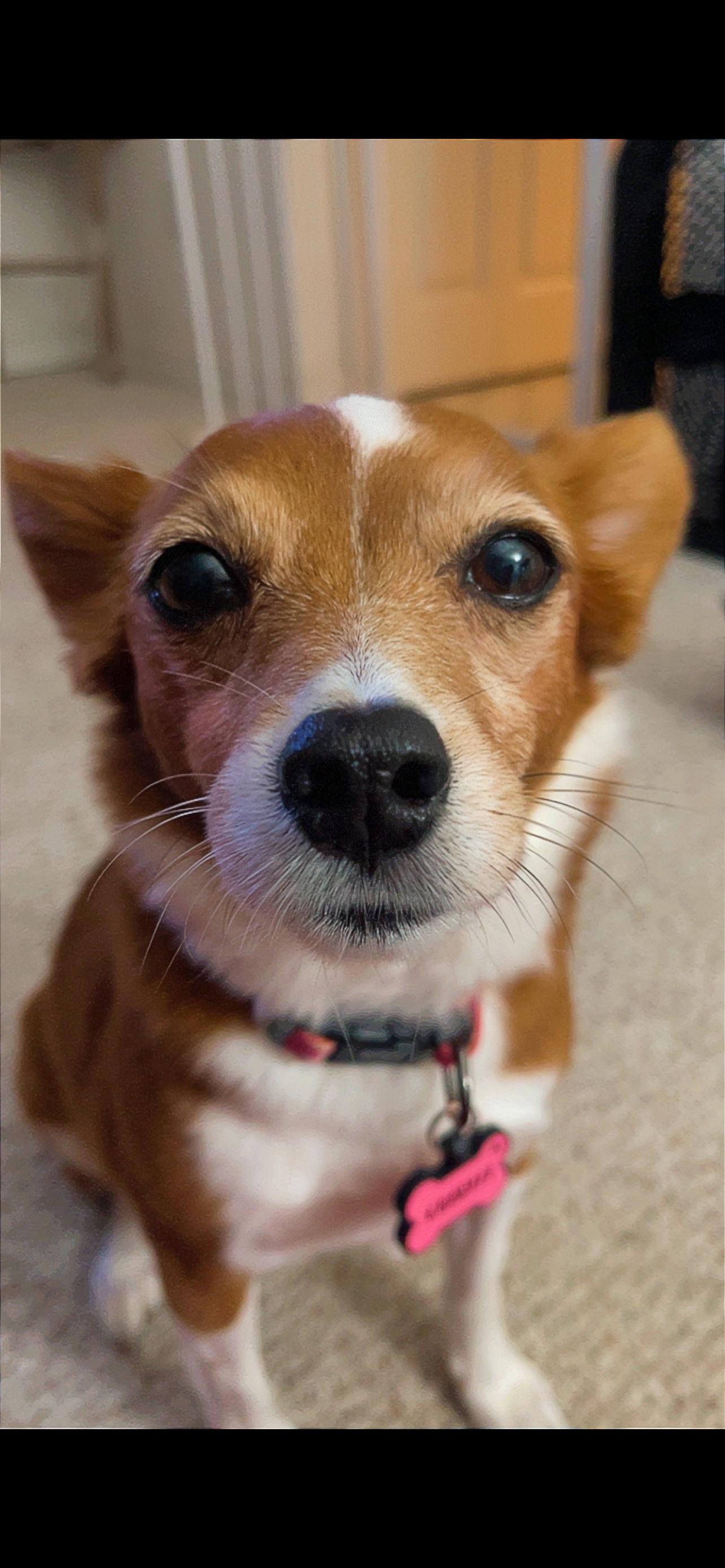 Charlee (161180) (In a Foster Home), an adopted mixed breed in Baton Rouge, LA image 6/6