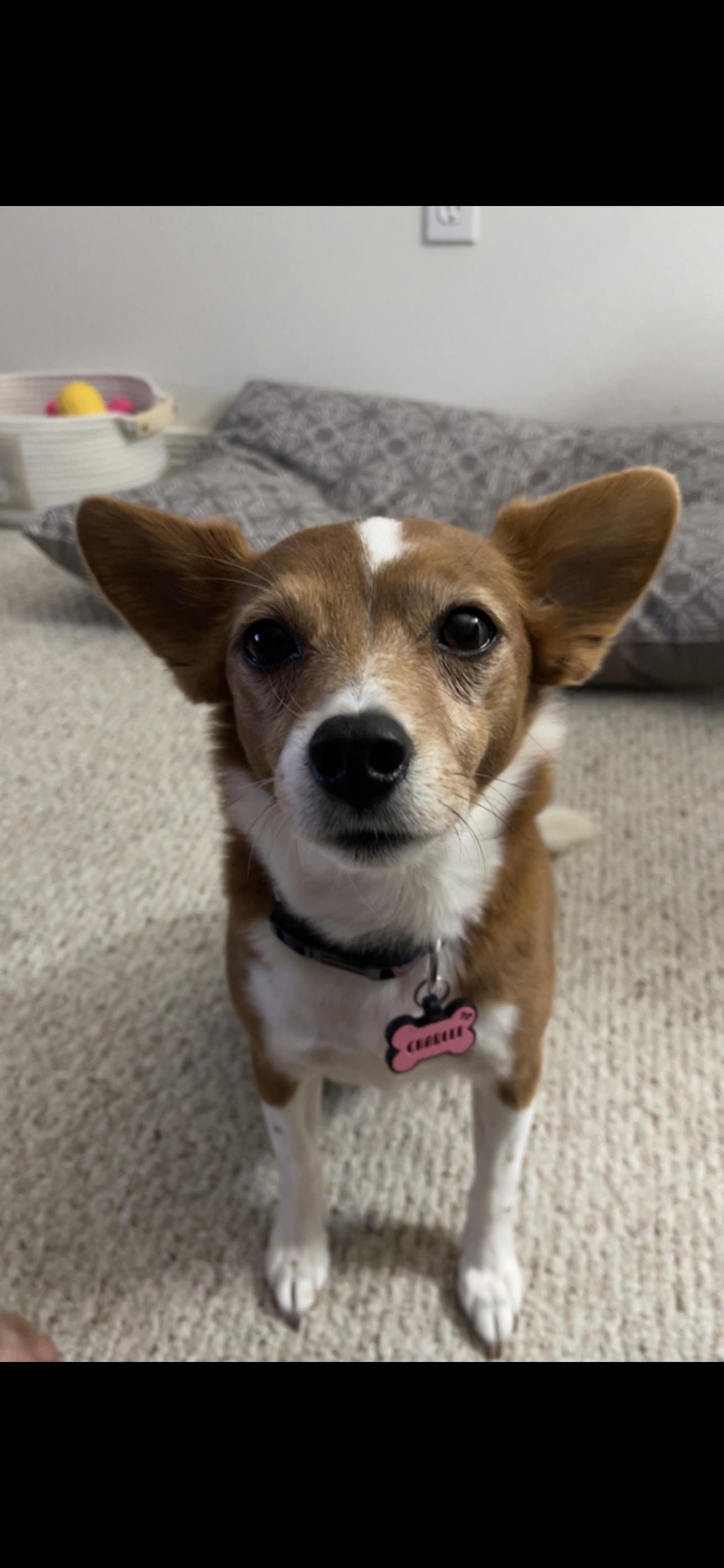 Charlee (161180) (In a Foster Home), an adopted mixed breed in Baton Rouge, LA image 2/6