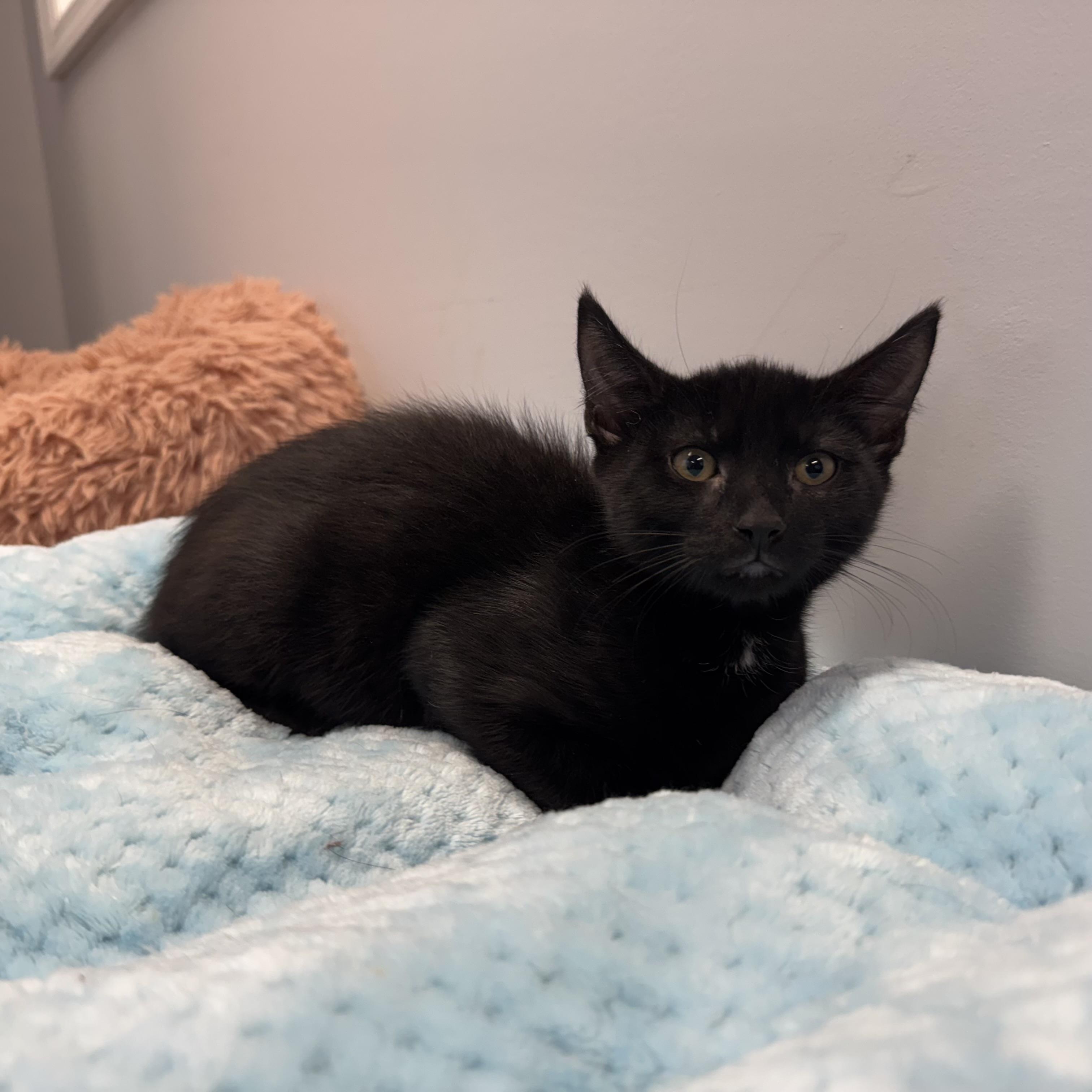 Enlarge Hank, a Adoptable Domestic Short Hair in East Northport, NY image 2/3