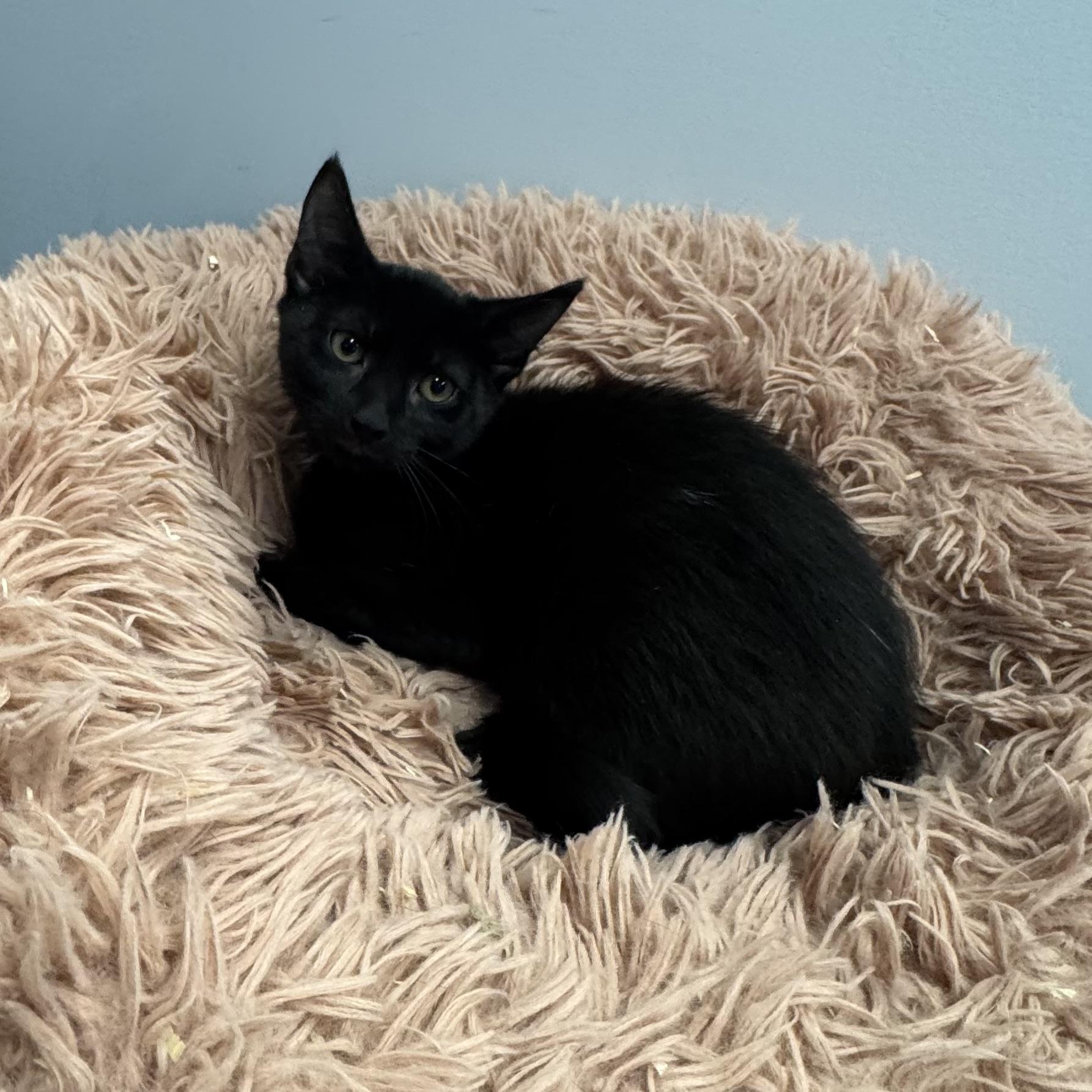 Enlarge Hank, a Adoptable Domestic Short Hair in East Northport, NY image 3/3