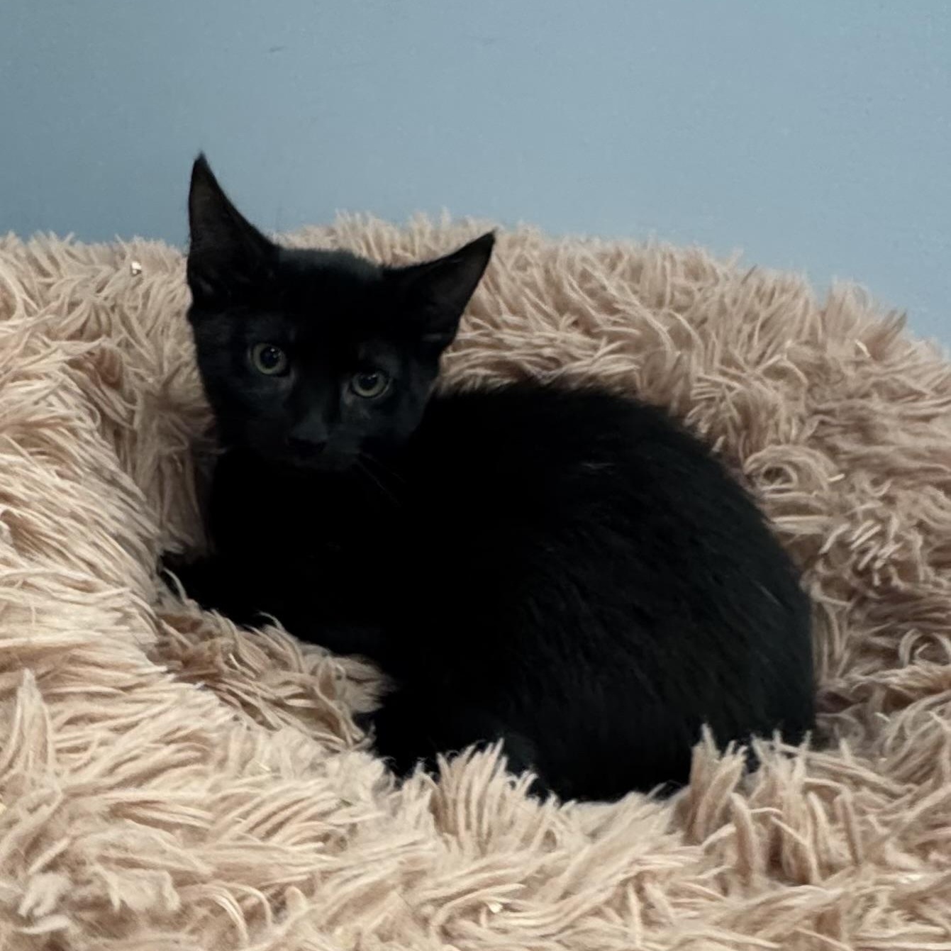 Hank, Adoptable, Kitten Male Domestic Short Hair.