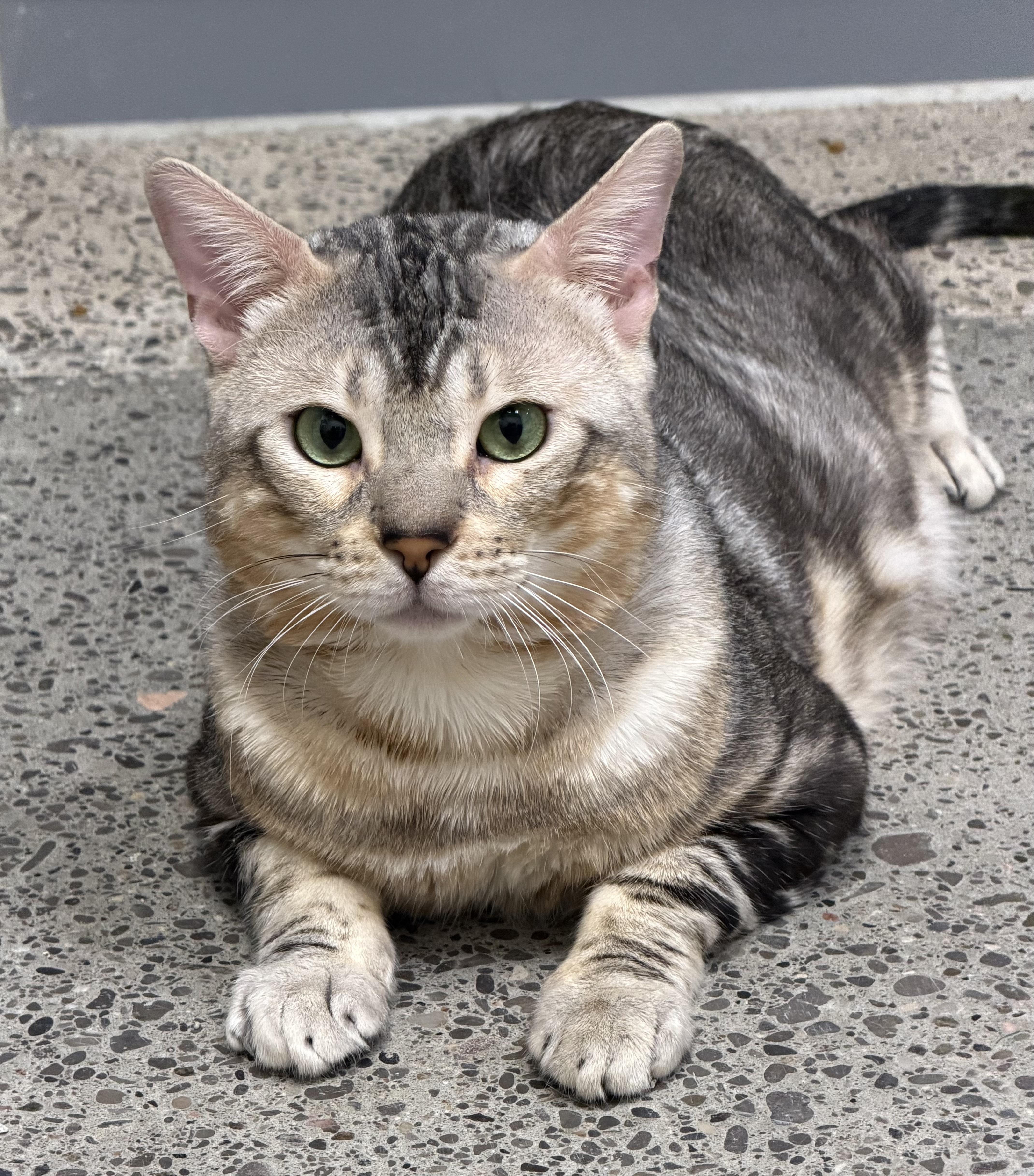GusGus, Adoptable, Adult Male Bengal & Domestic Short Hair.