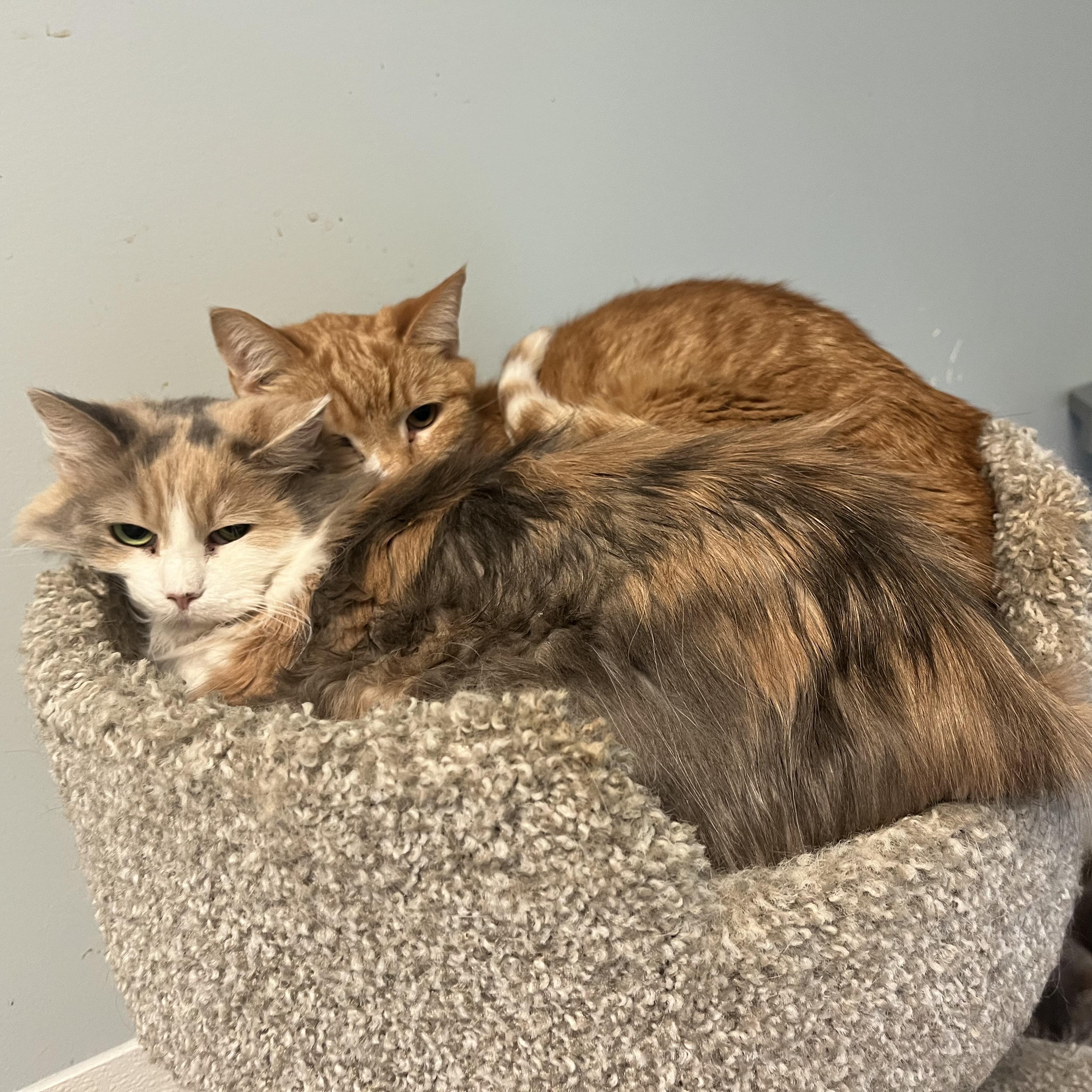 Seraphim (Sara), a Adoptable Dilute Calico in Monroe, OH image 4/4